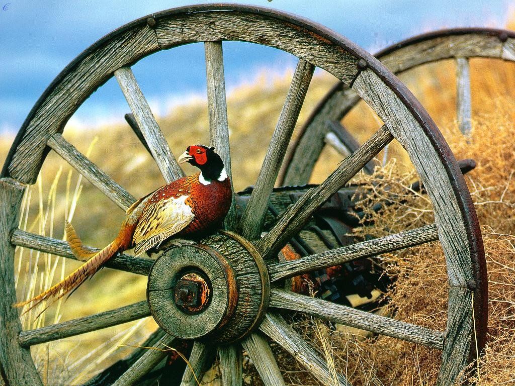 Pheasant Hunting Wallpapers