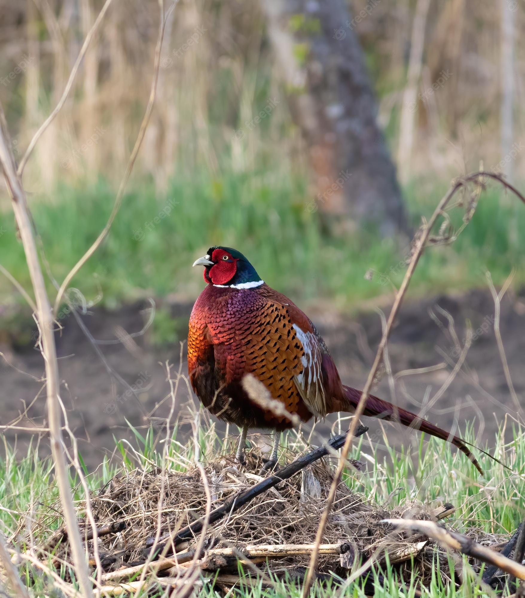 Pheasant Hunting Wallpapers