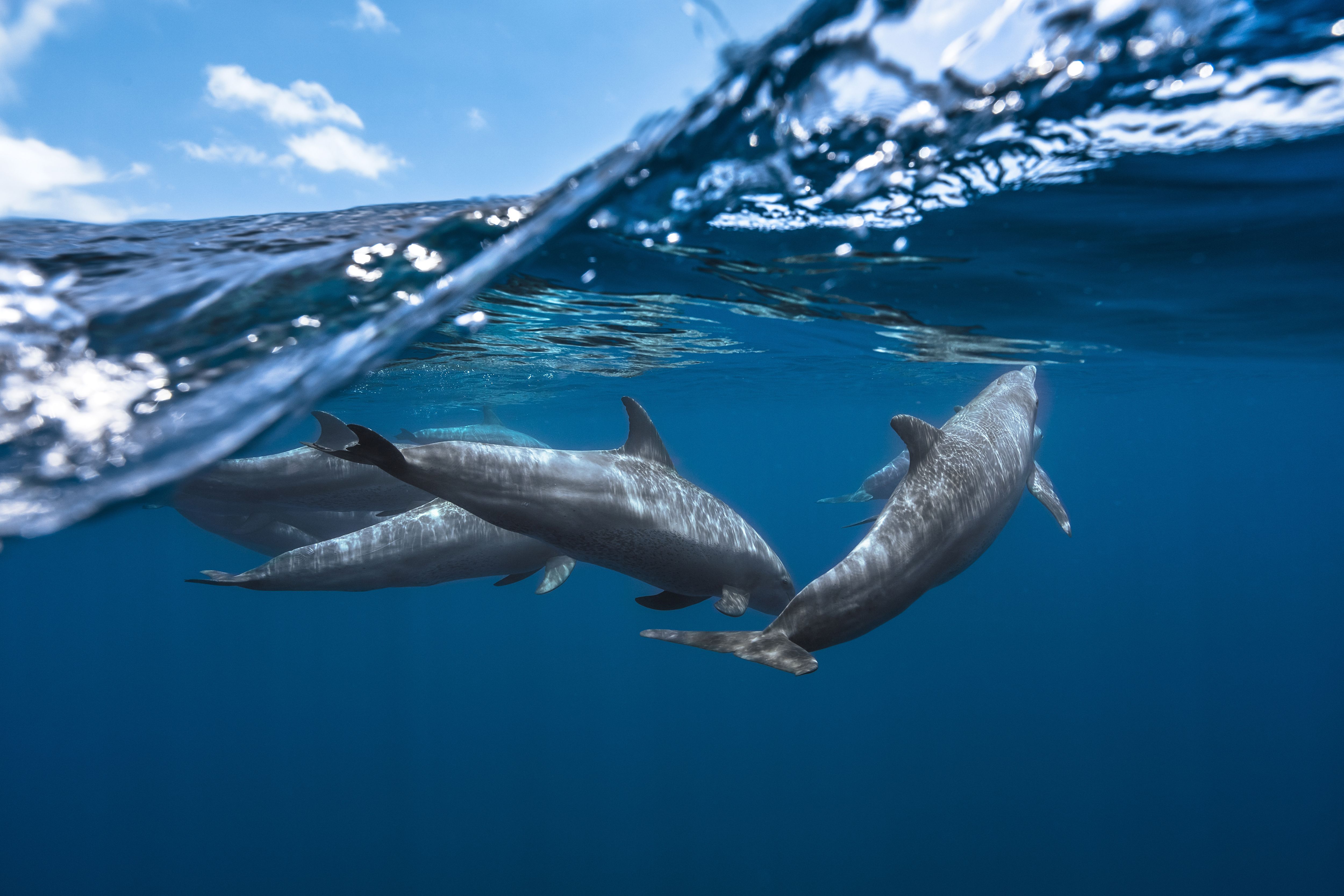 Pictures Of Dolphins Under Water Wallpapers