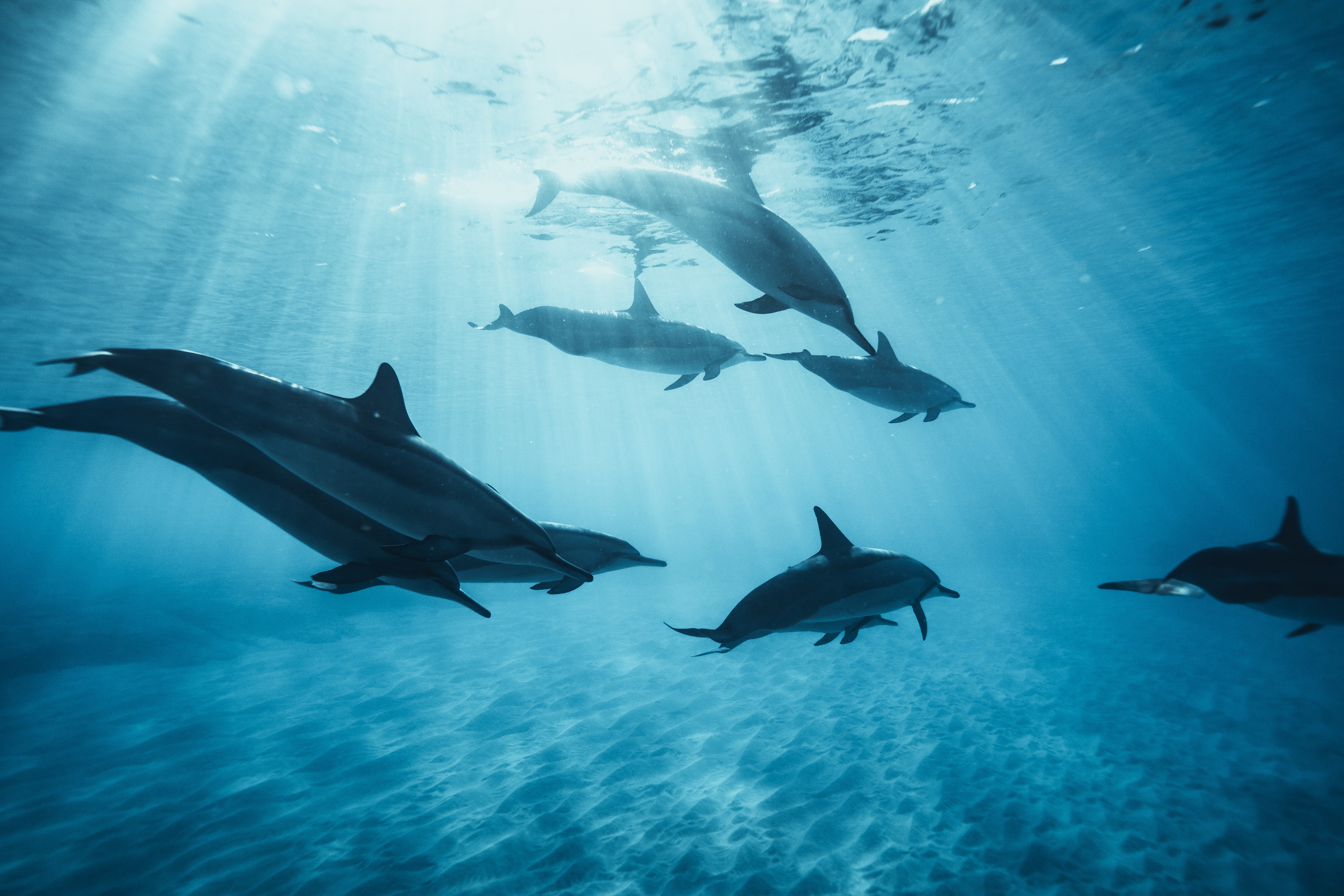 Pictures Of Dolphins Under Water Wallpapers