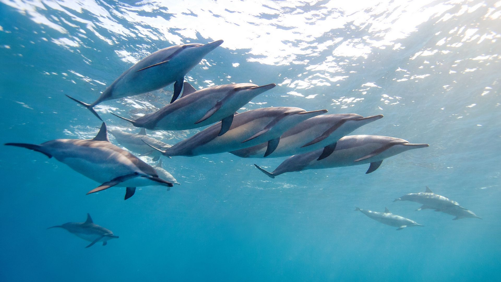 Pictures Of Dolphins Under Water Wallpapers