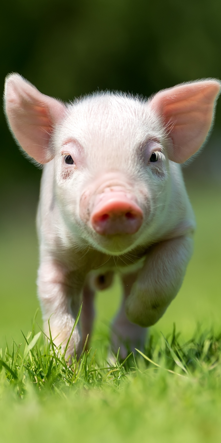 Pig For Phone Wallpapers