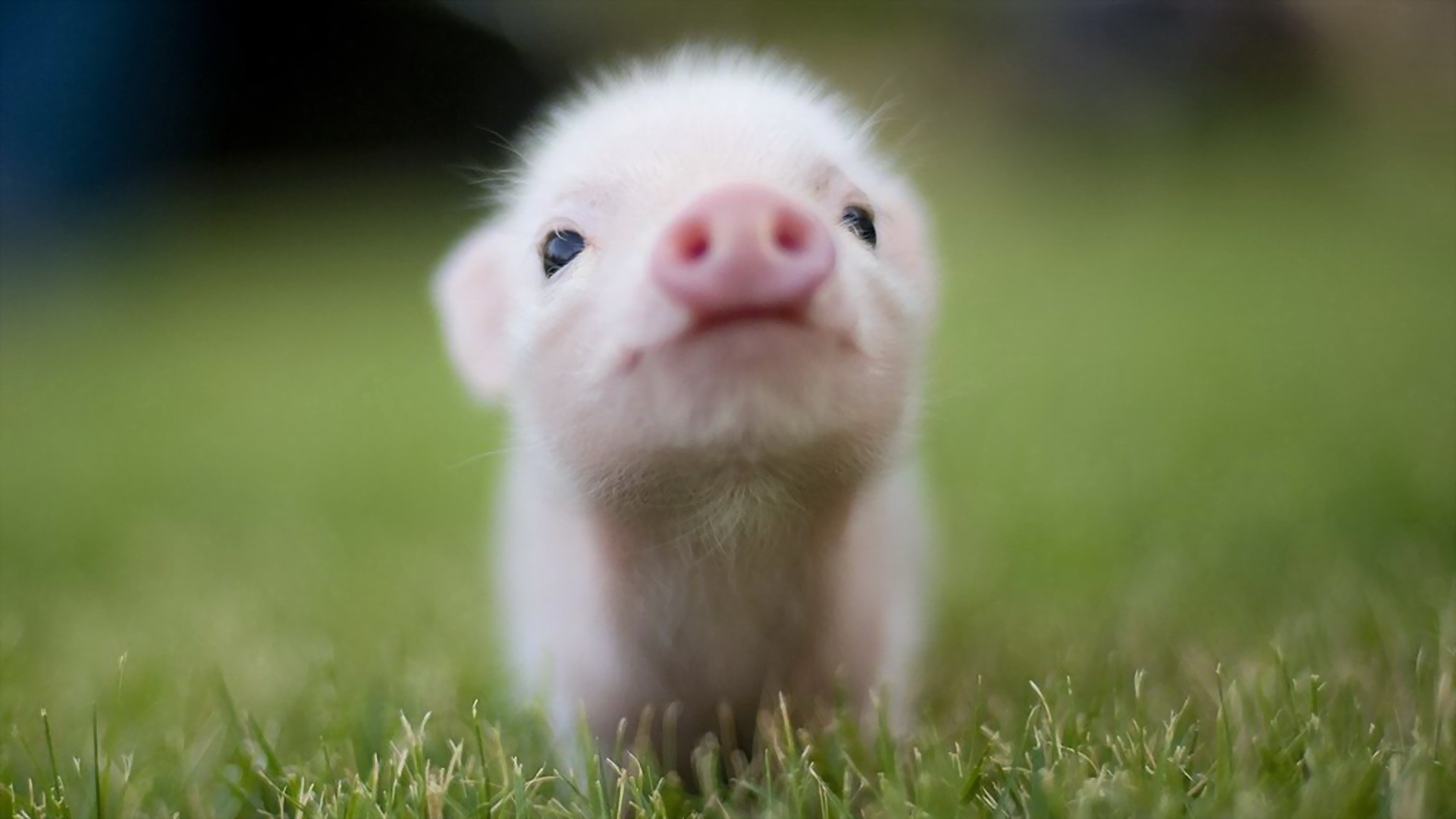 Piggy Wallpapers