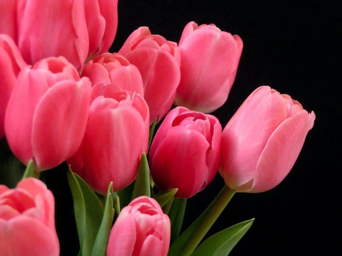 Pink Tulip Wallpapers