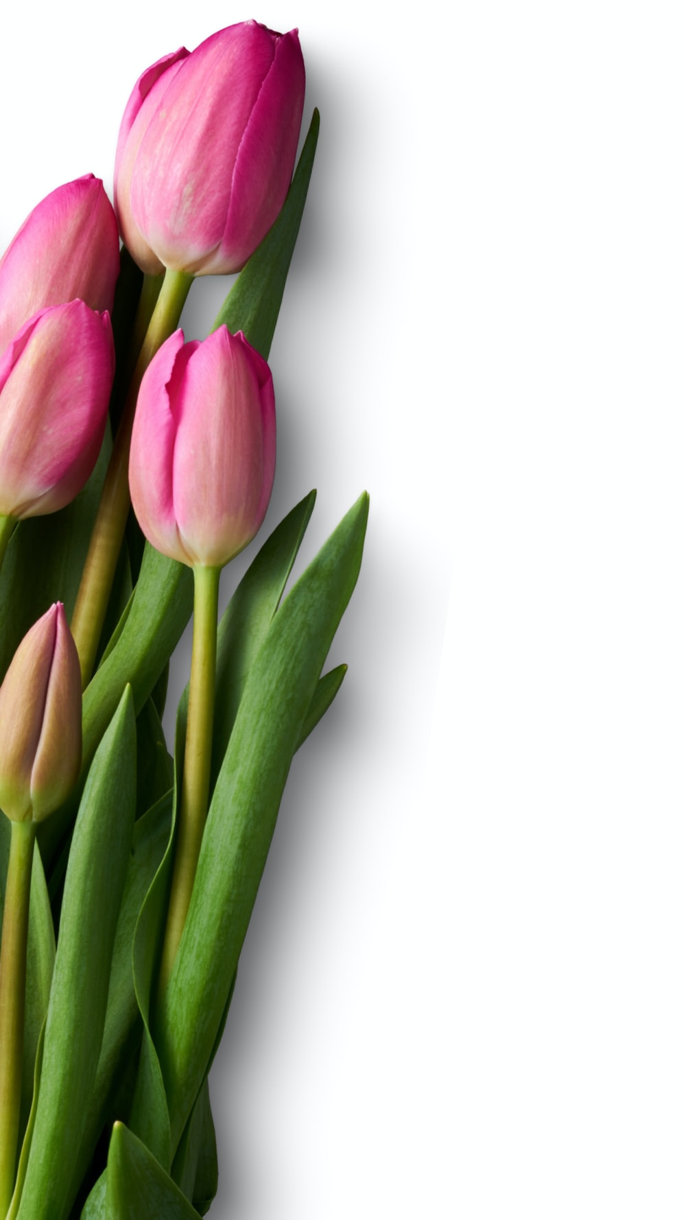 Pink Tulip Wallpapers