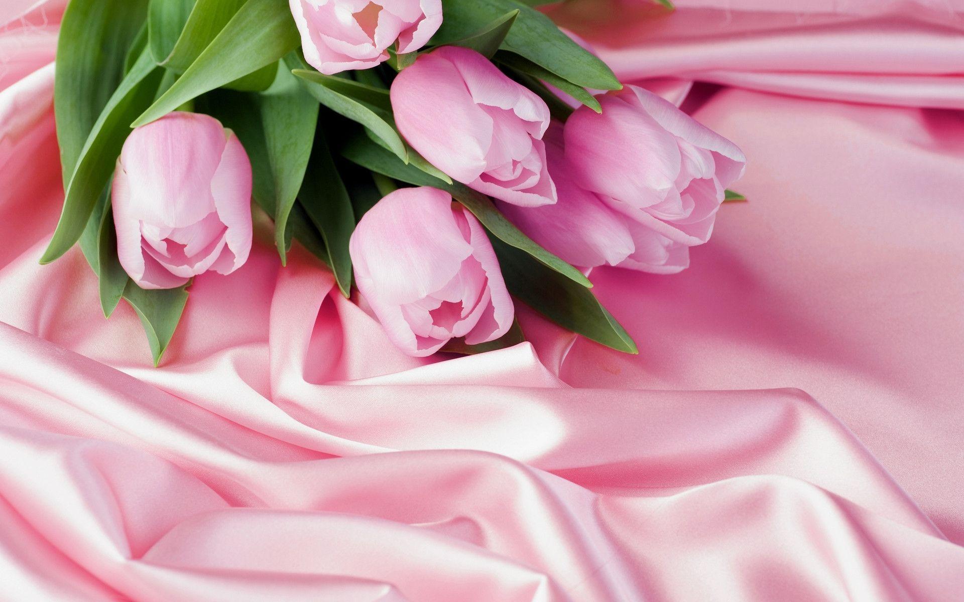 Pink Tulip Wallpapers