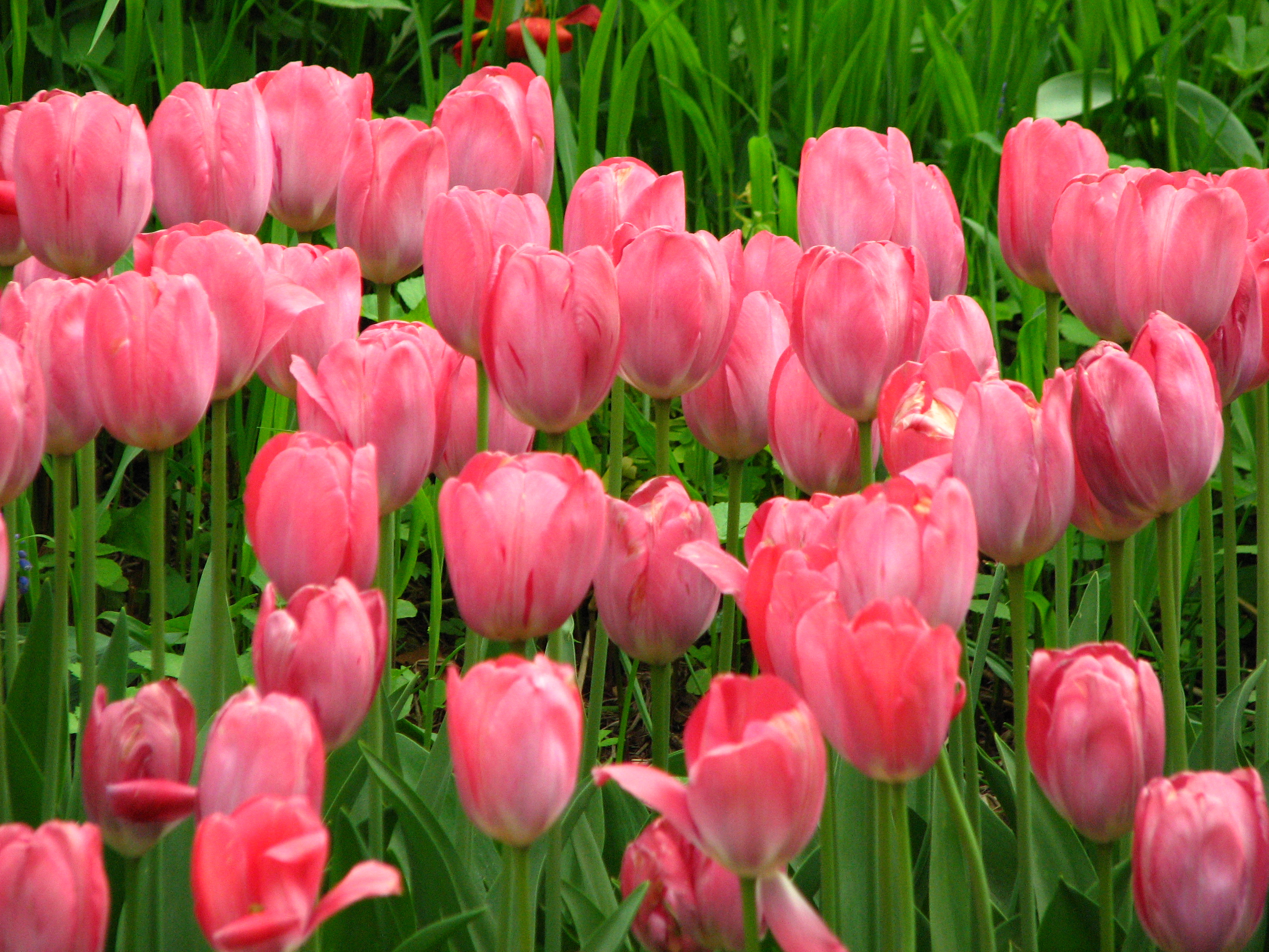 Pink Tulip Wallpapers