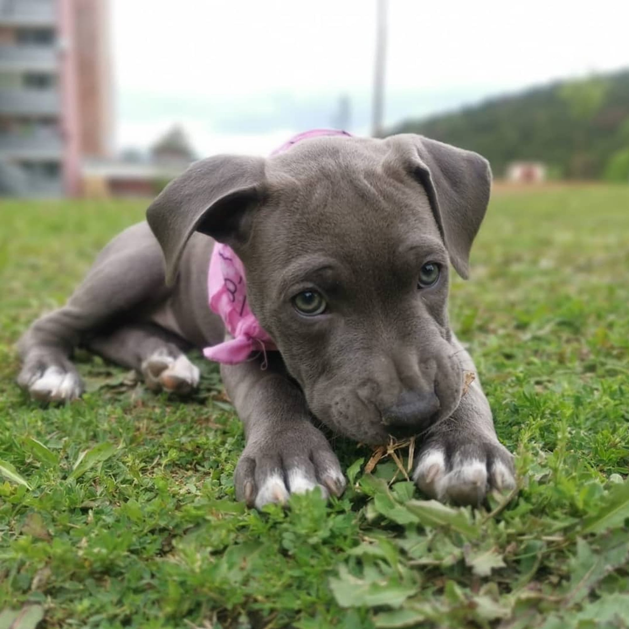 Pit Bull Puppy Wallpapers