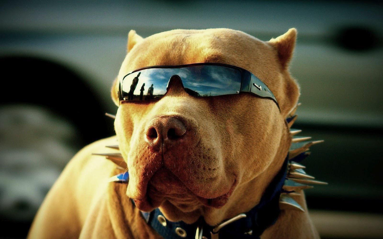 Pitbull Dogs Wallpapers