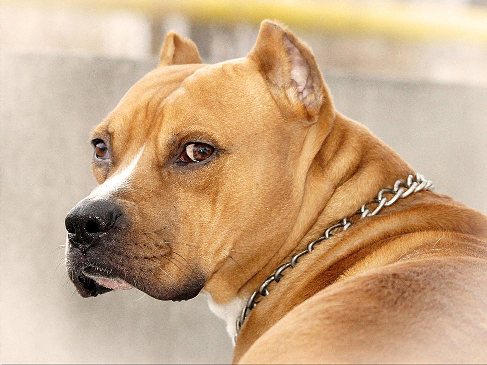 Pitbull Dogs Wallpapers