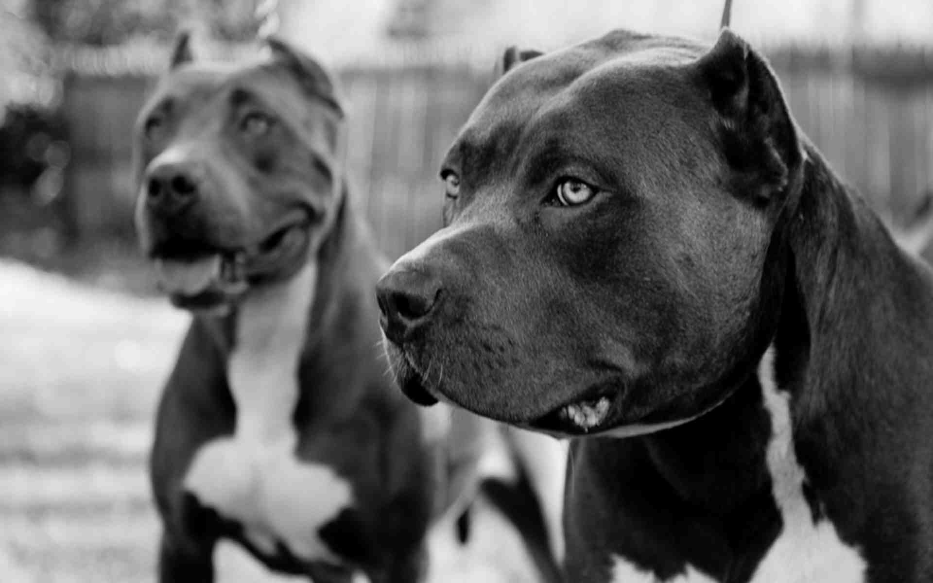 Pitbull Dogs Wallpapers