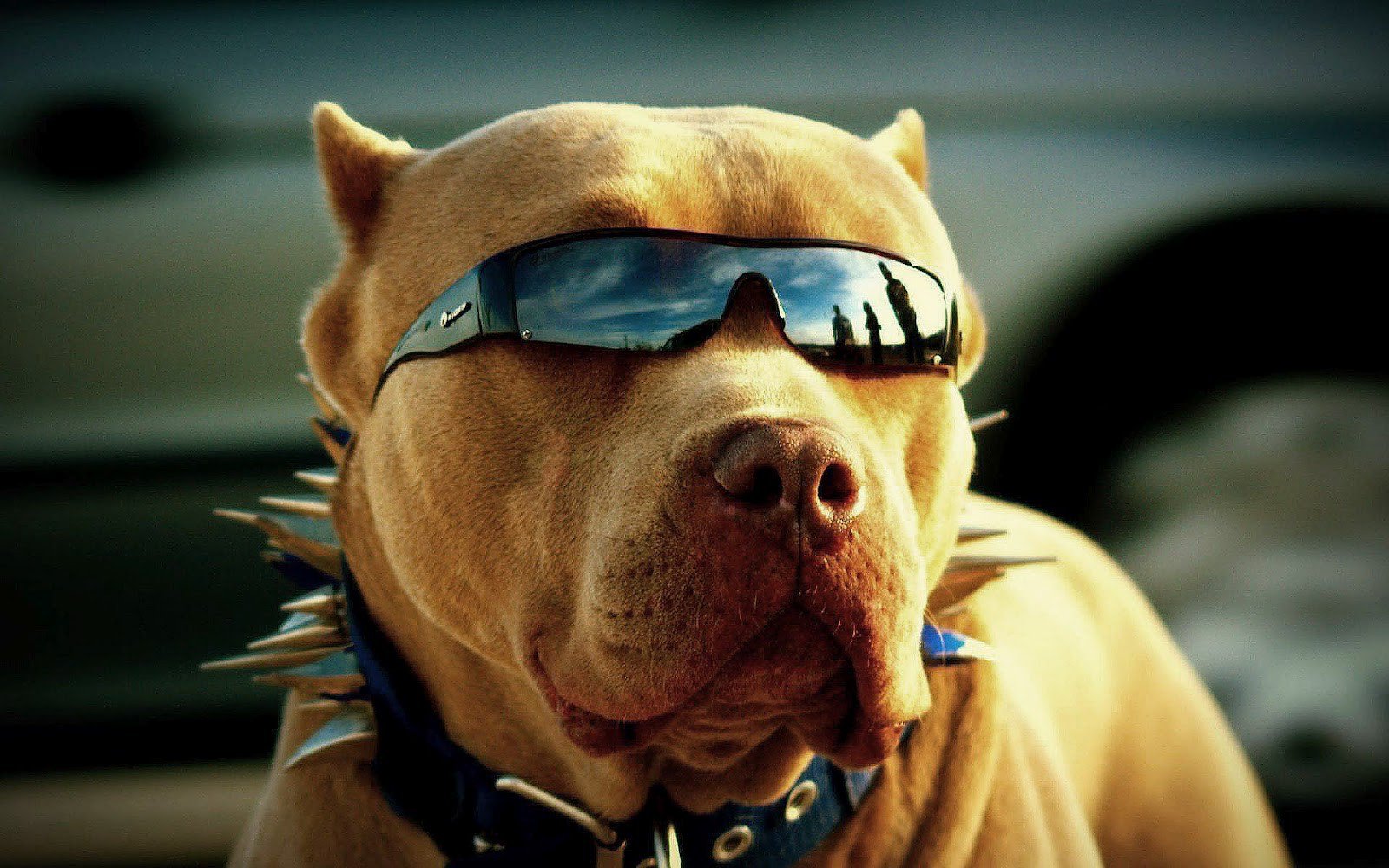 Pitbull Dogs Wallpapers