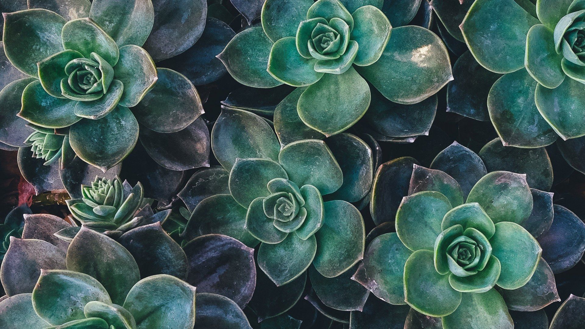 Plant Aesthetic Laptop Wallpapers