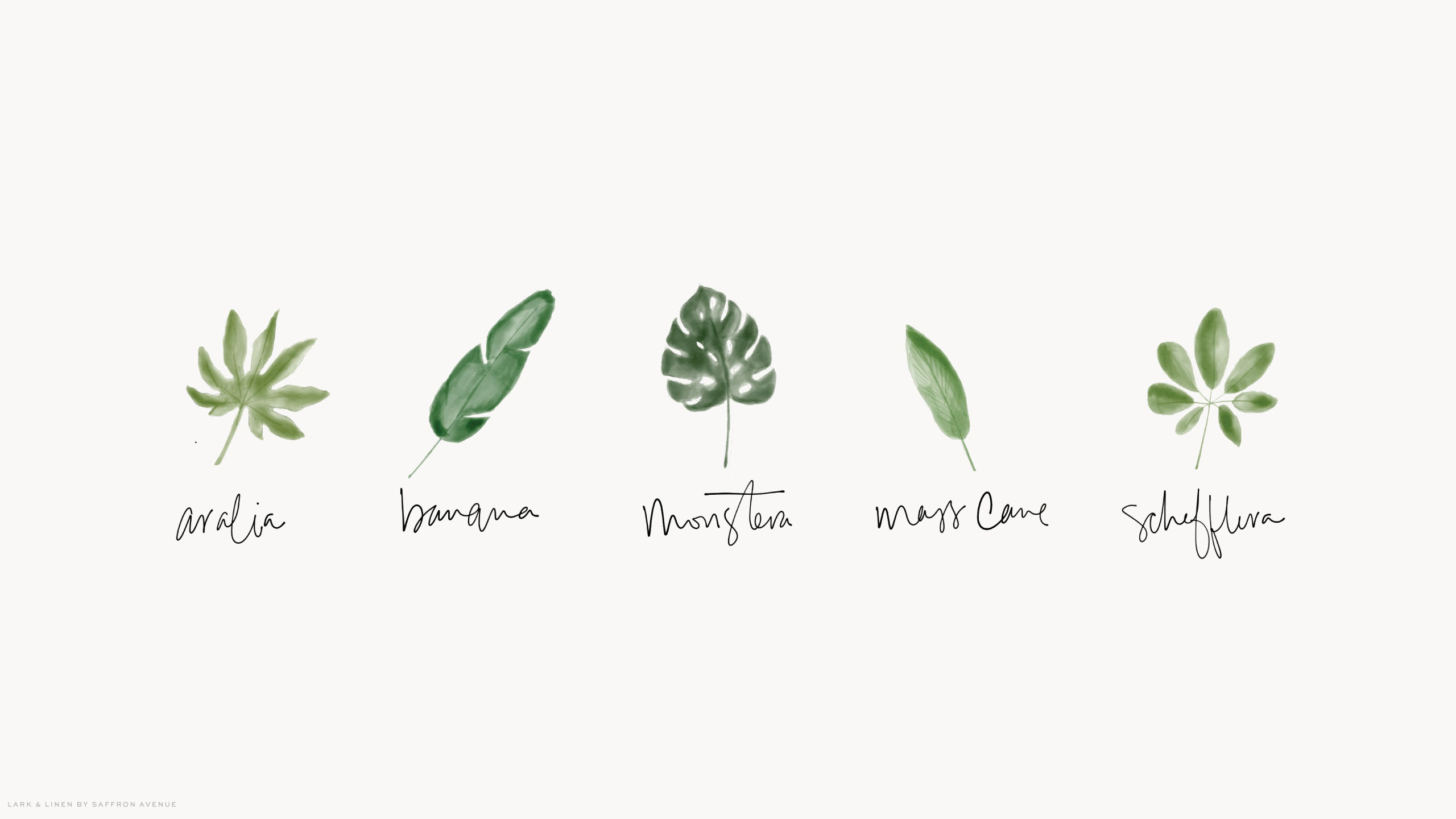 Plant Aesthetic Laptop Wallpapers