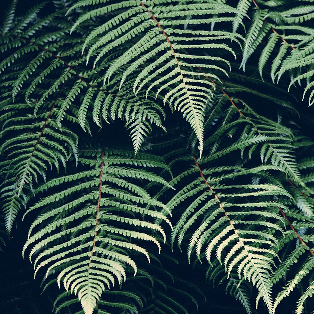 Plant Ipad Wallpapers