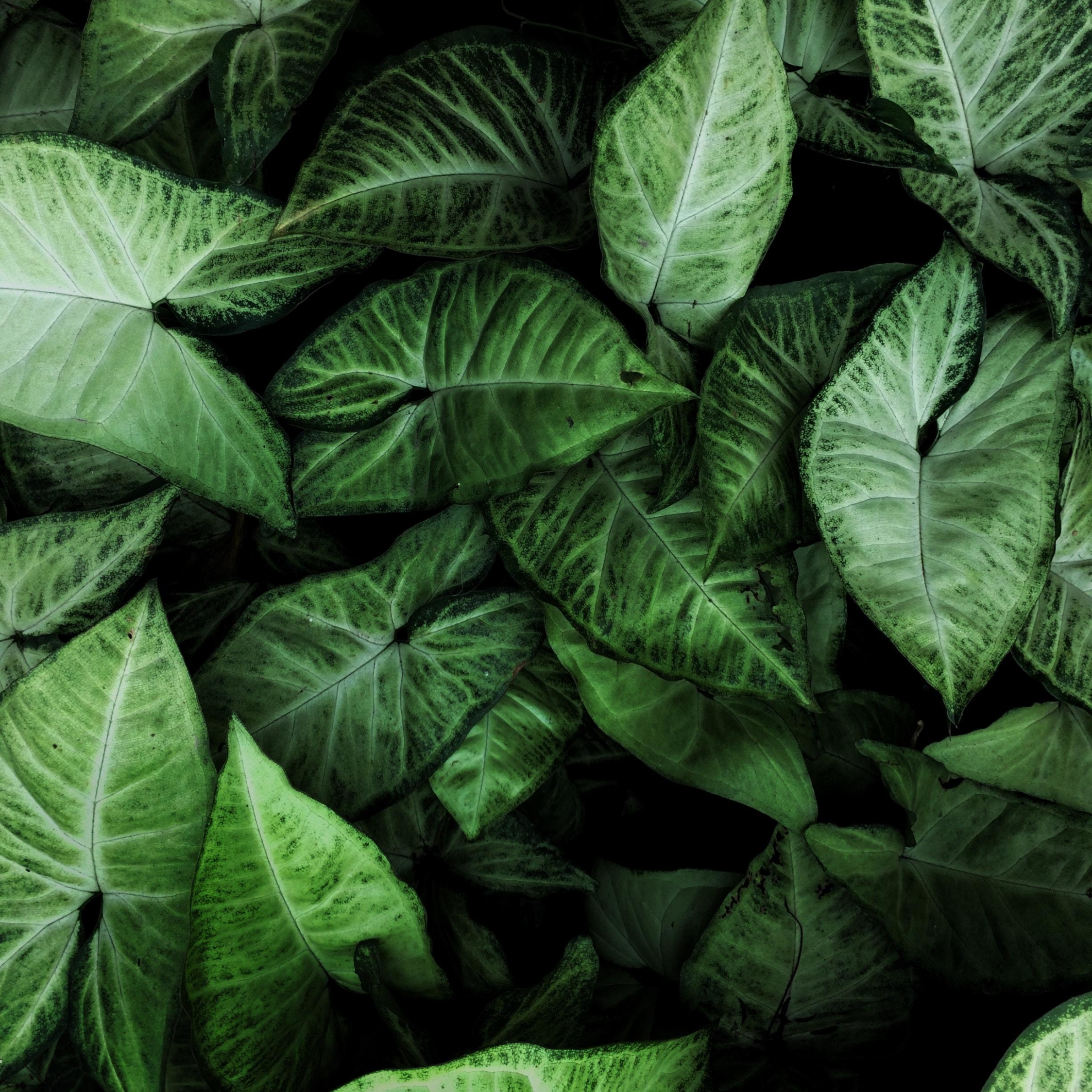 Plant Ipad Wallpapers