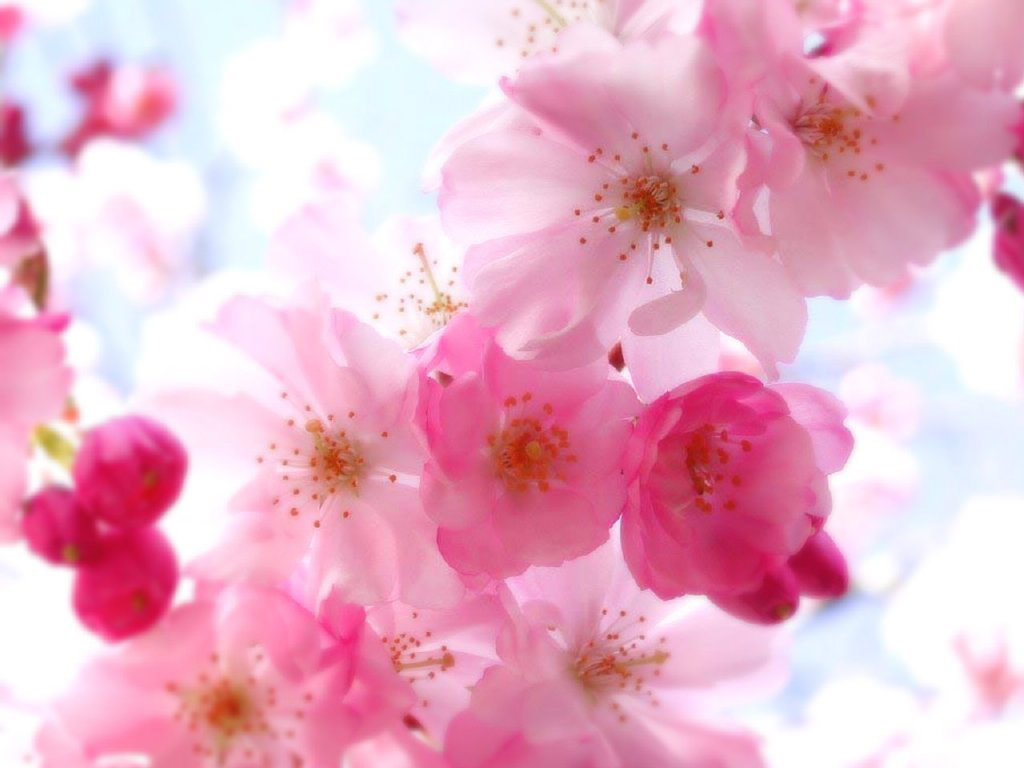 Pretty Flowers Wallpapers