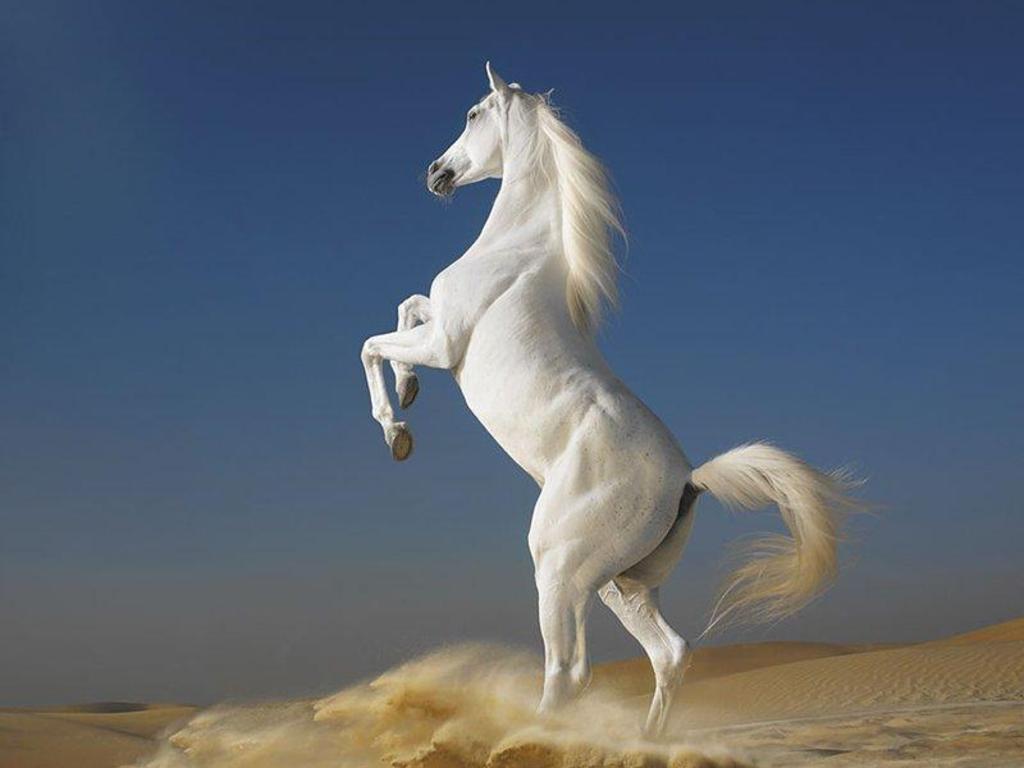 Pretty Horse Drawings Wallpapers