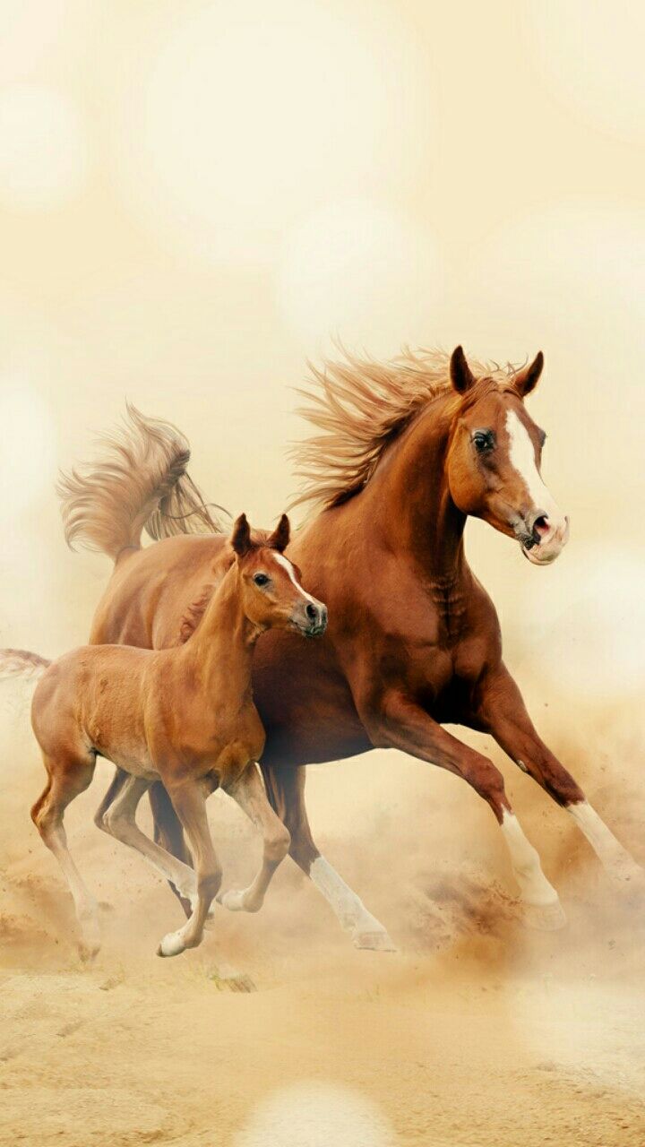 Pretty Horse Drawings Wallpapers