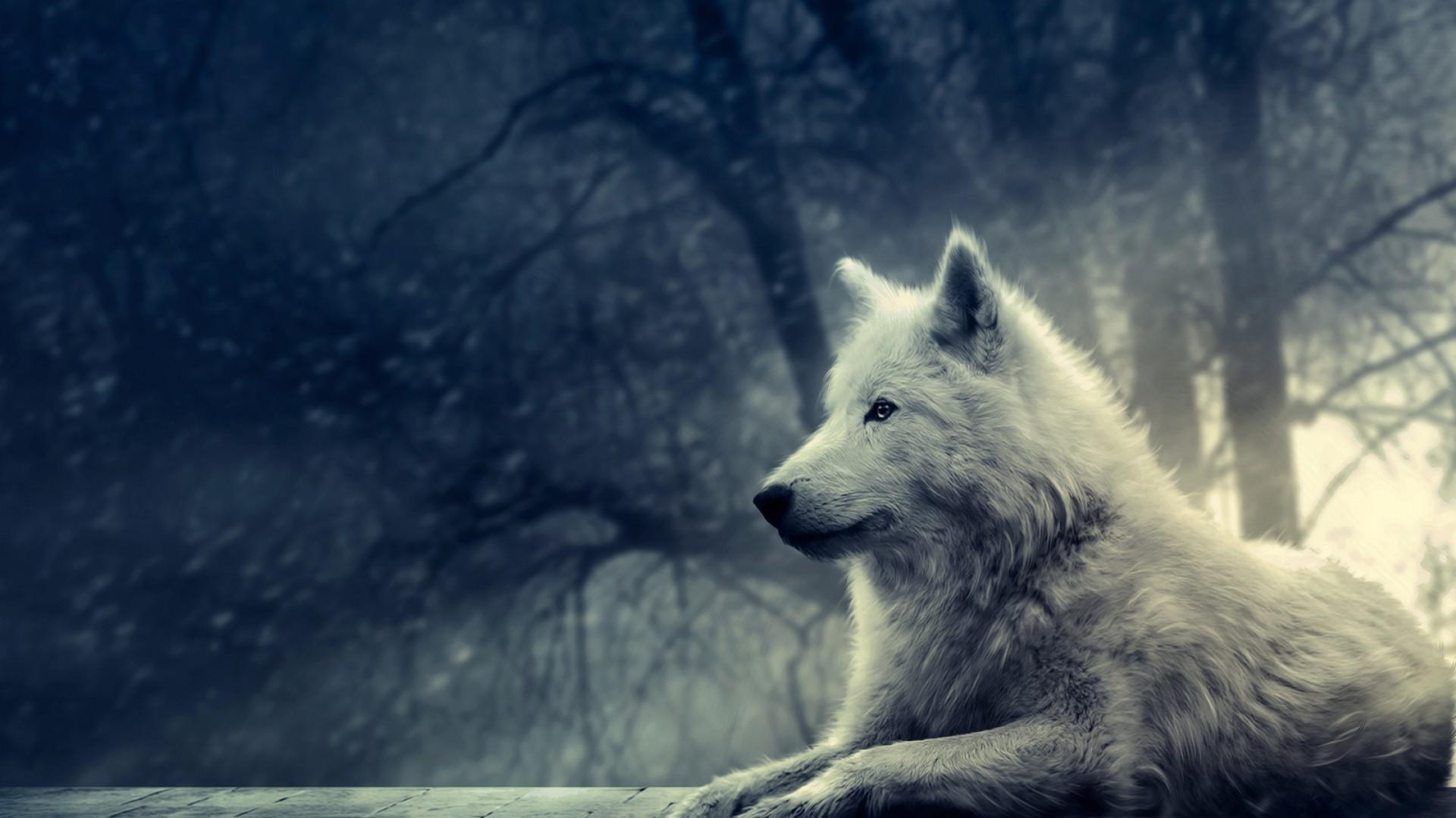 Pretty Wolf Wallpapers