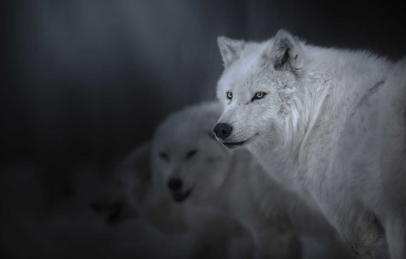 Pretty Wolf Wallpapers