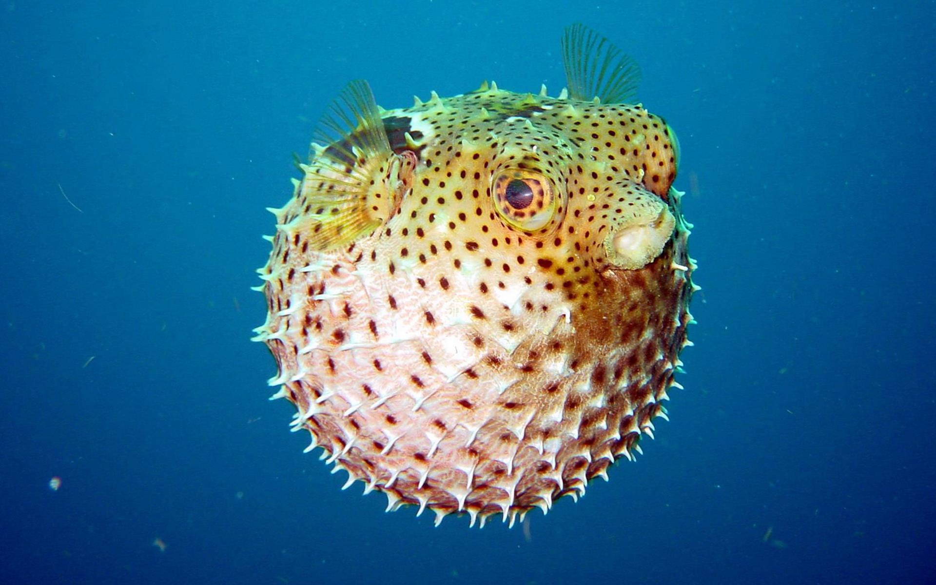 Puffer Fish Wallpapers