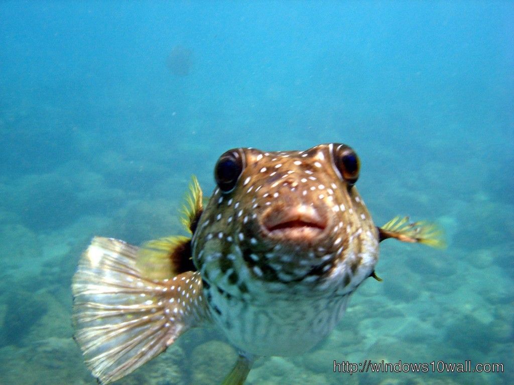 Puffer Fish Wallpapers