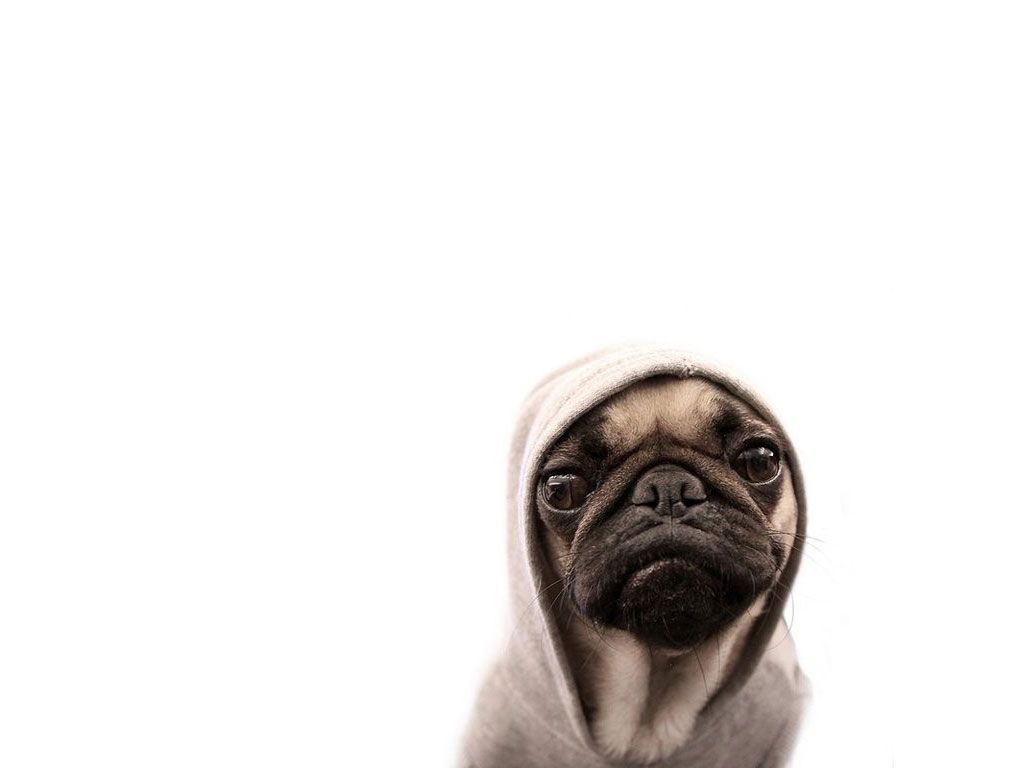 Pug Live Wallpapers