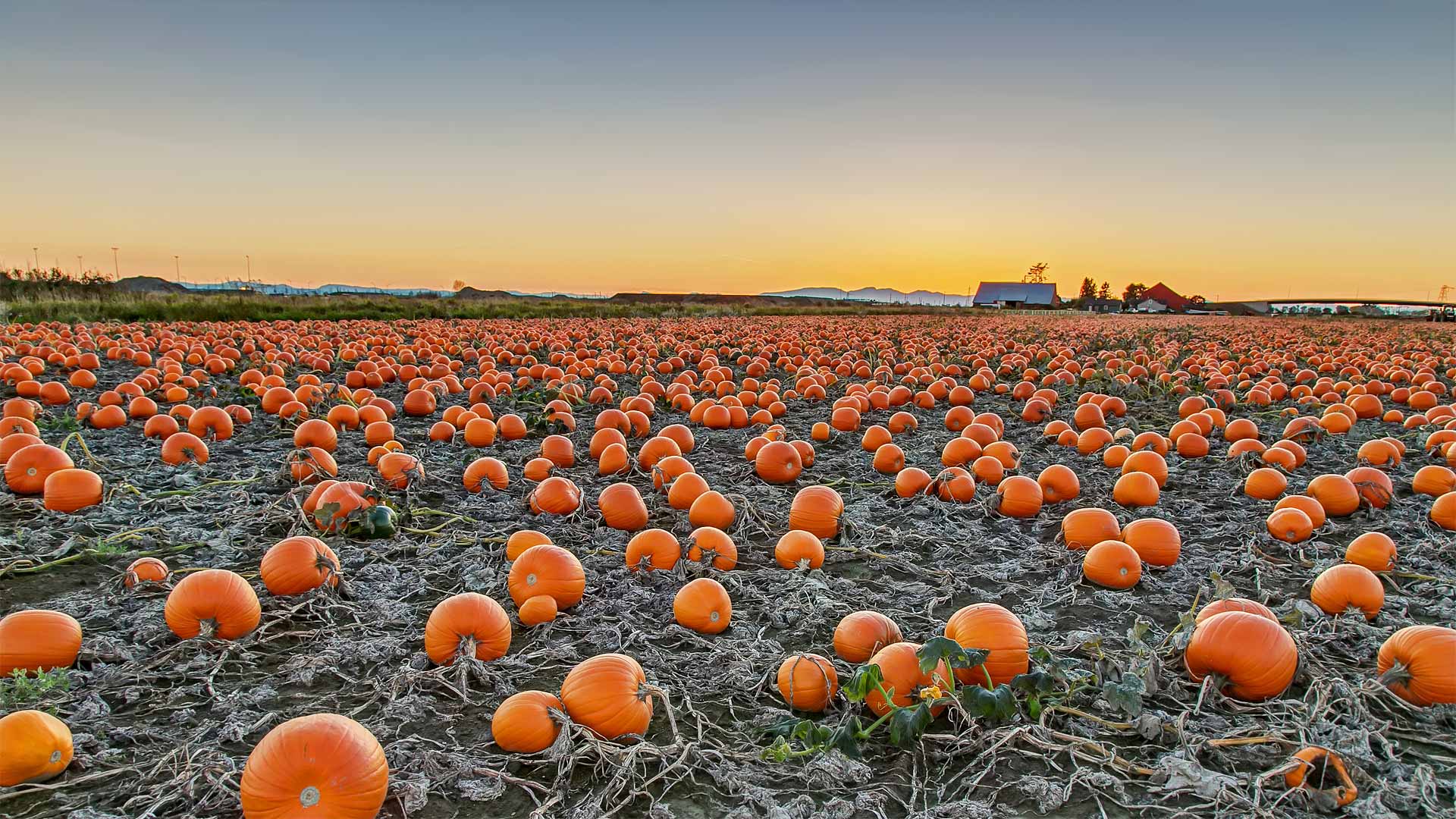 Pumpkin Patch Wallpapers