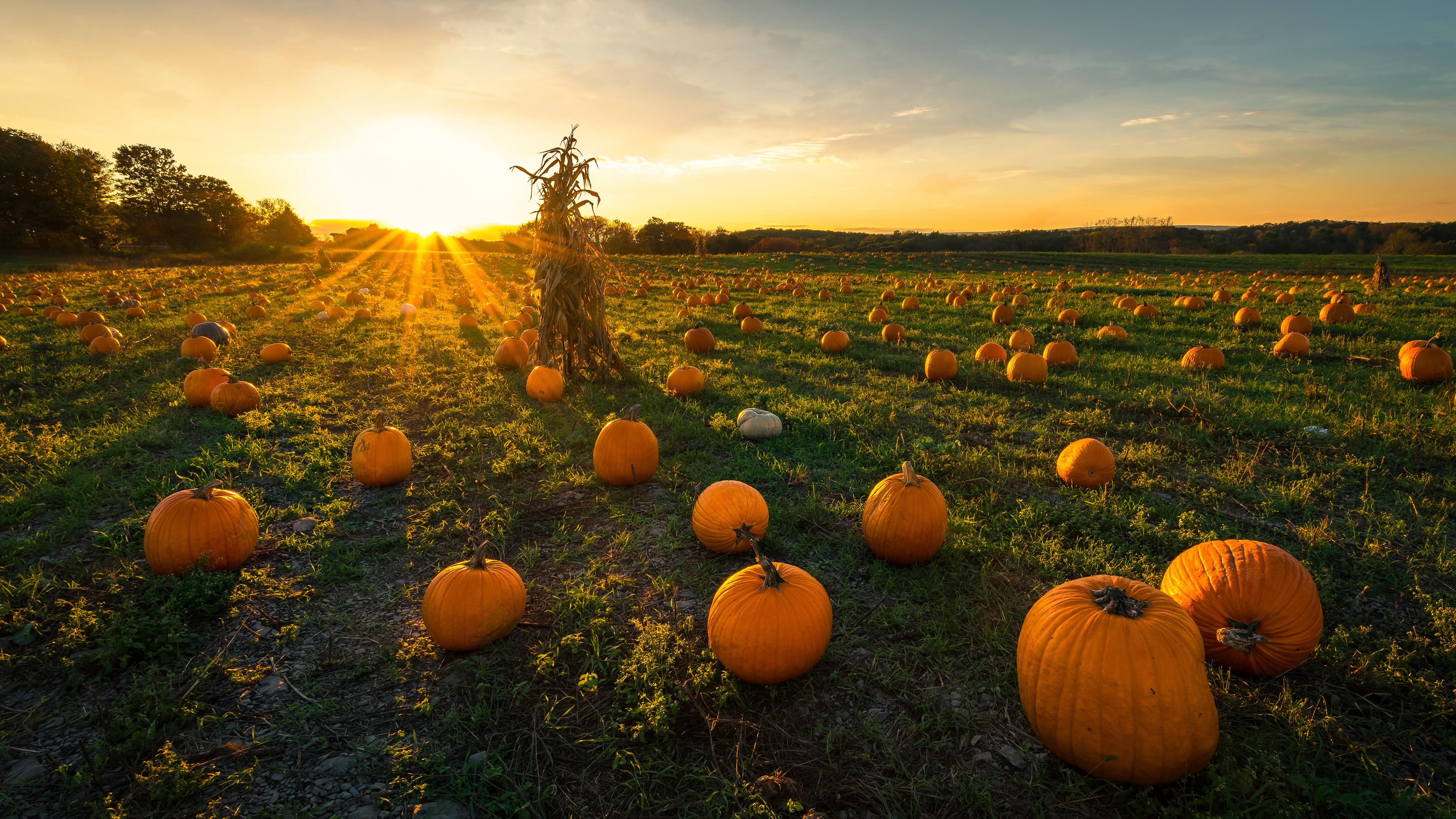 Pumpkin Patch Wallpapers