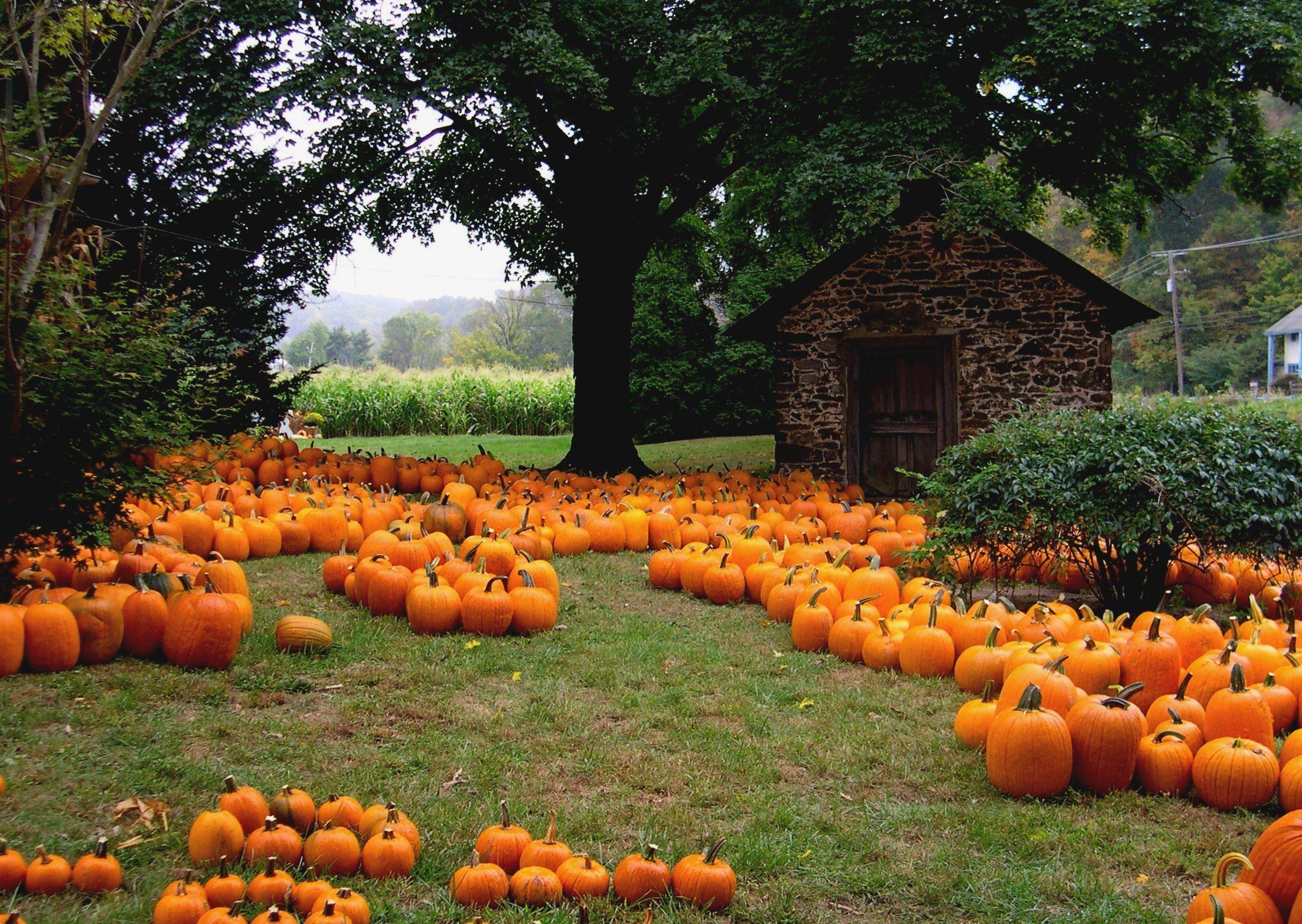 Pumpkin Patch Wallpapers