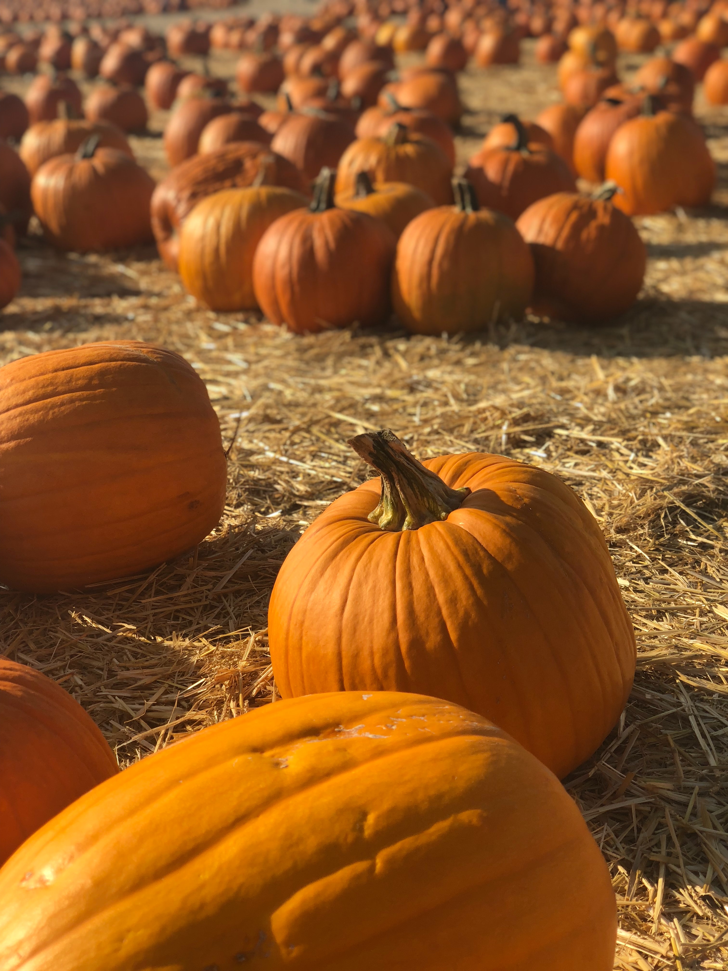 Pumpkin Patch Wallpapers