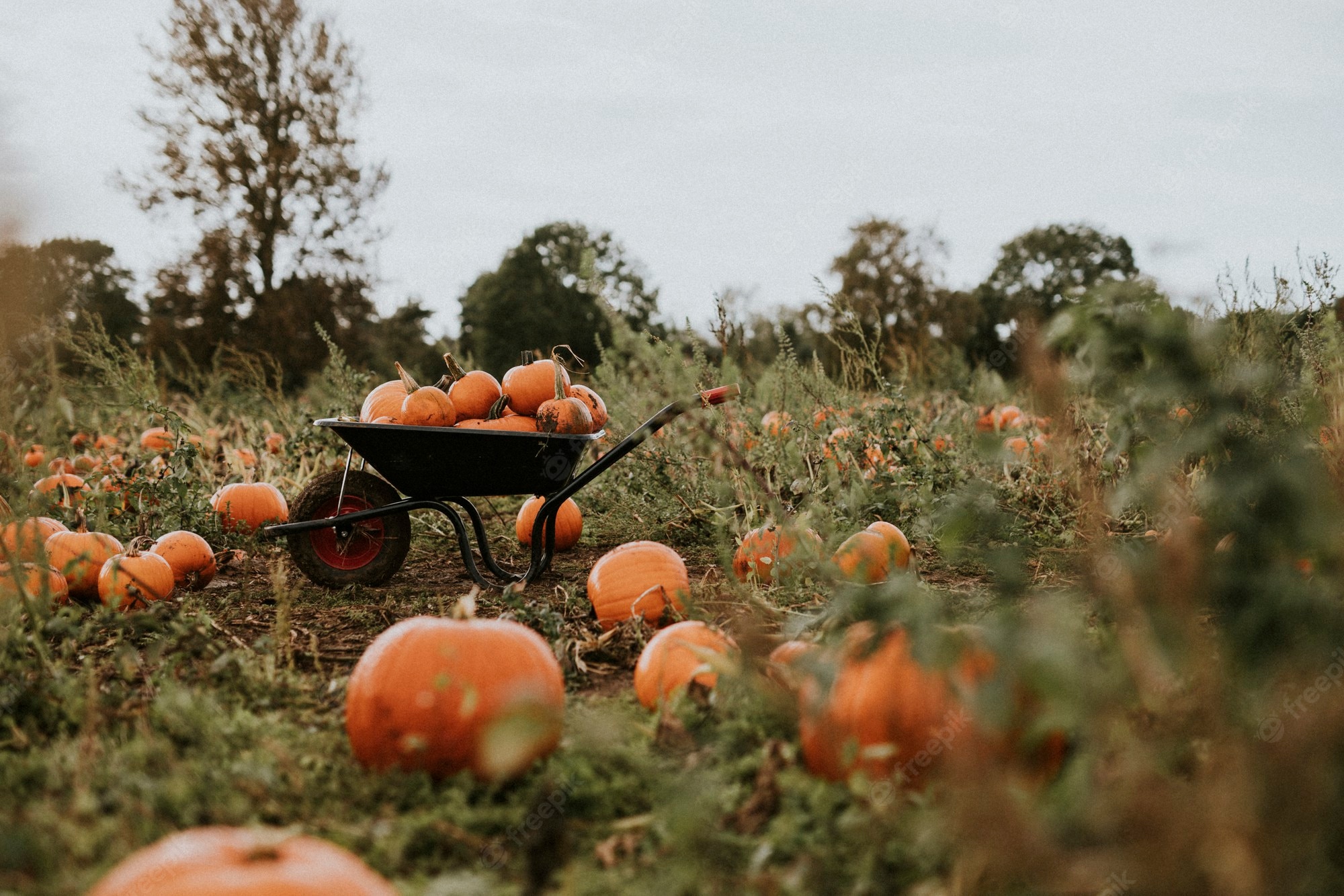 Pumpkin Patch Wallpapers