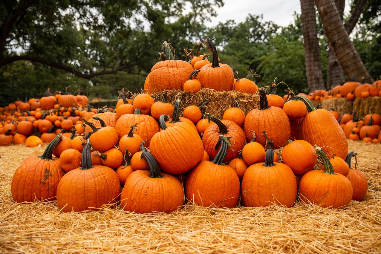 Pumpkin Patch Wallpapers