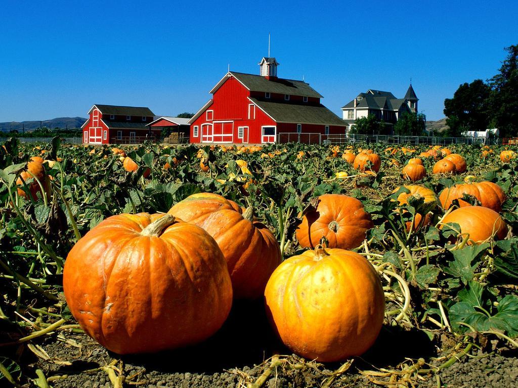 Pumpkin Patch Wallpapers