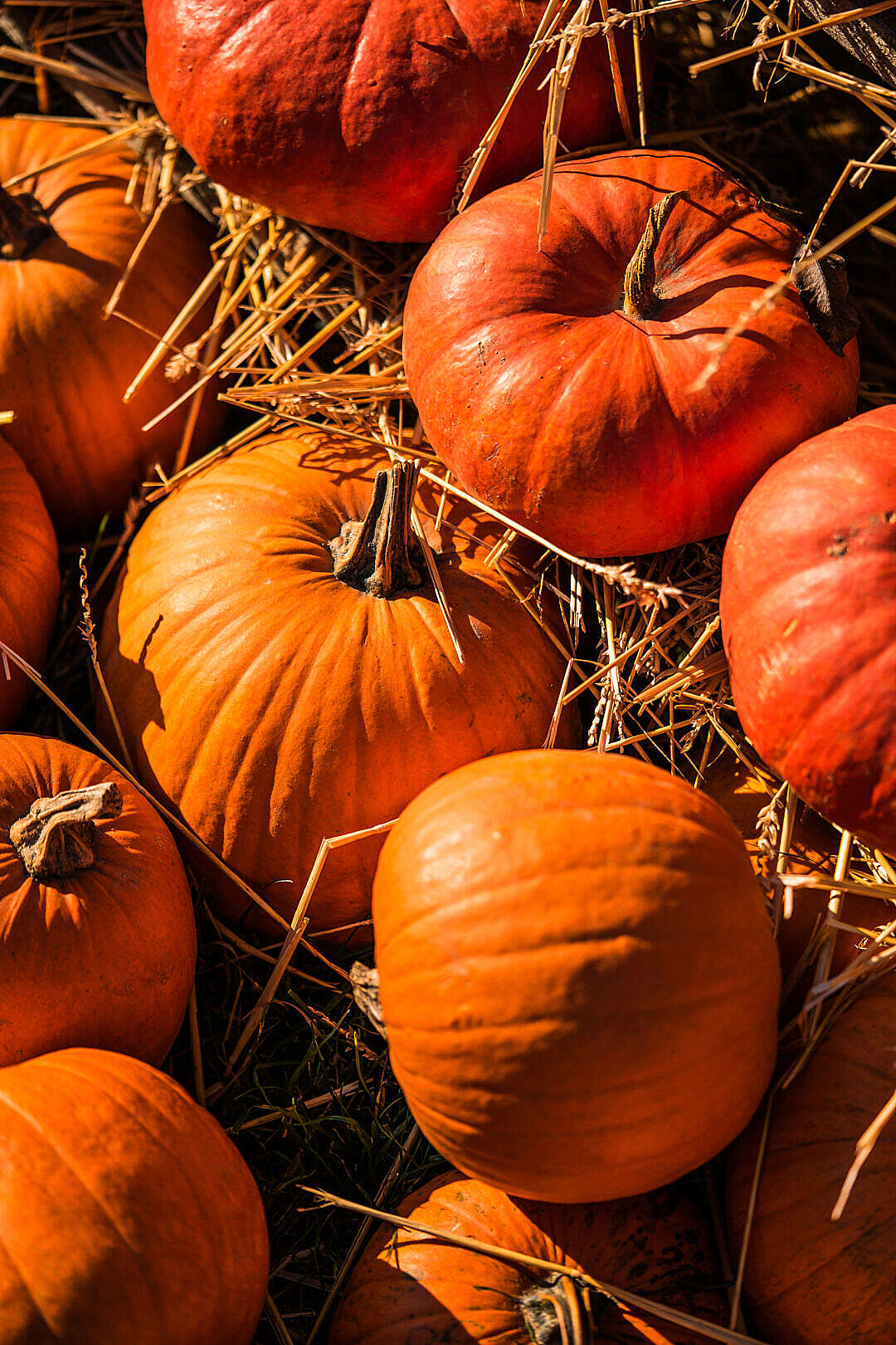 Pumpkin Patch Wallpapers