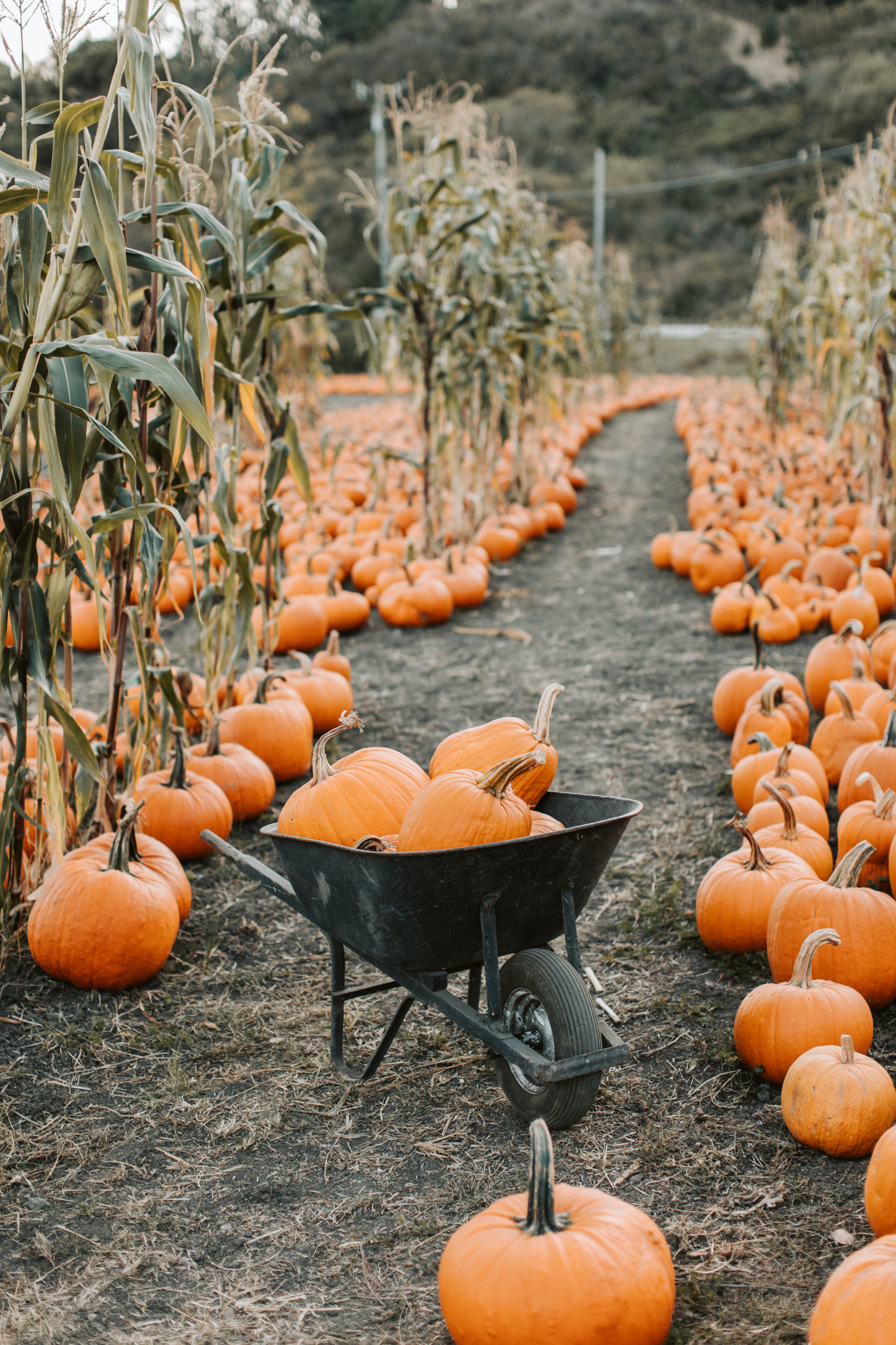 Pumpkin Patch Wallpapers