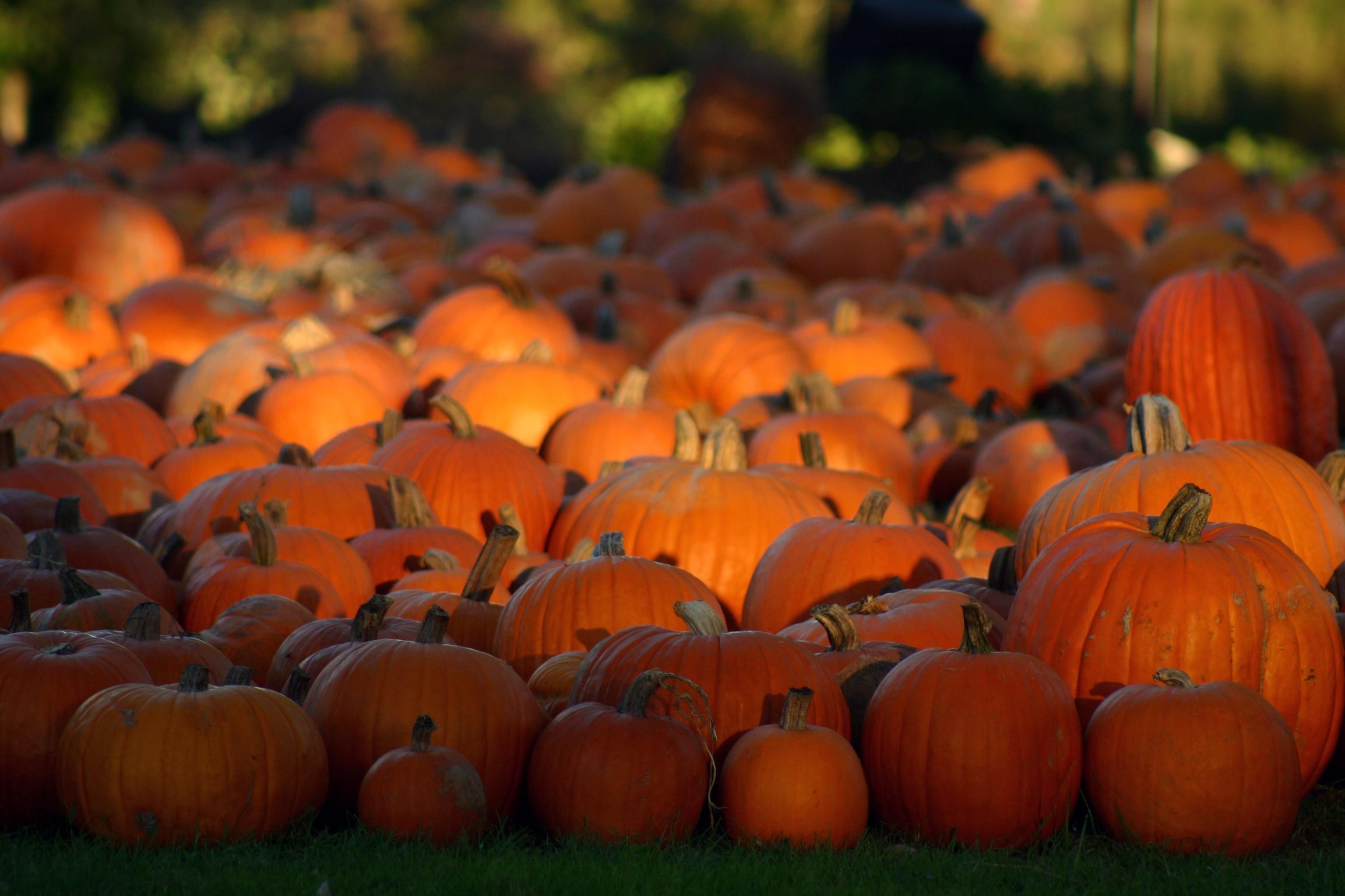 Pumpkin Patch Wallpapers