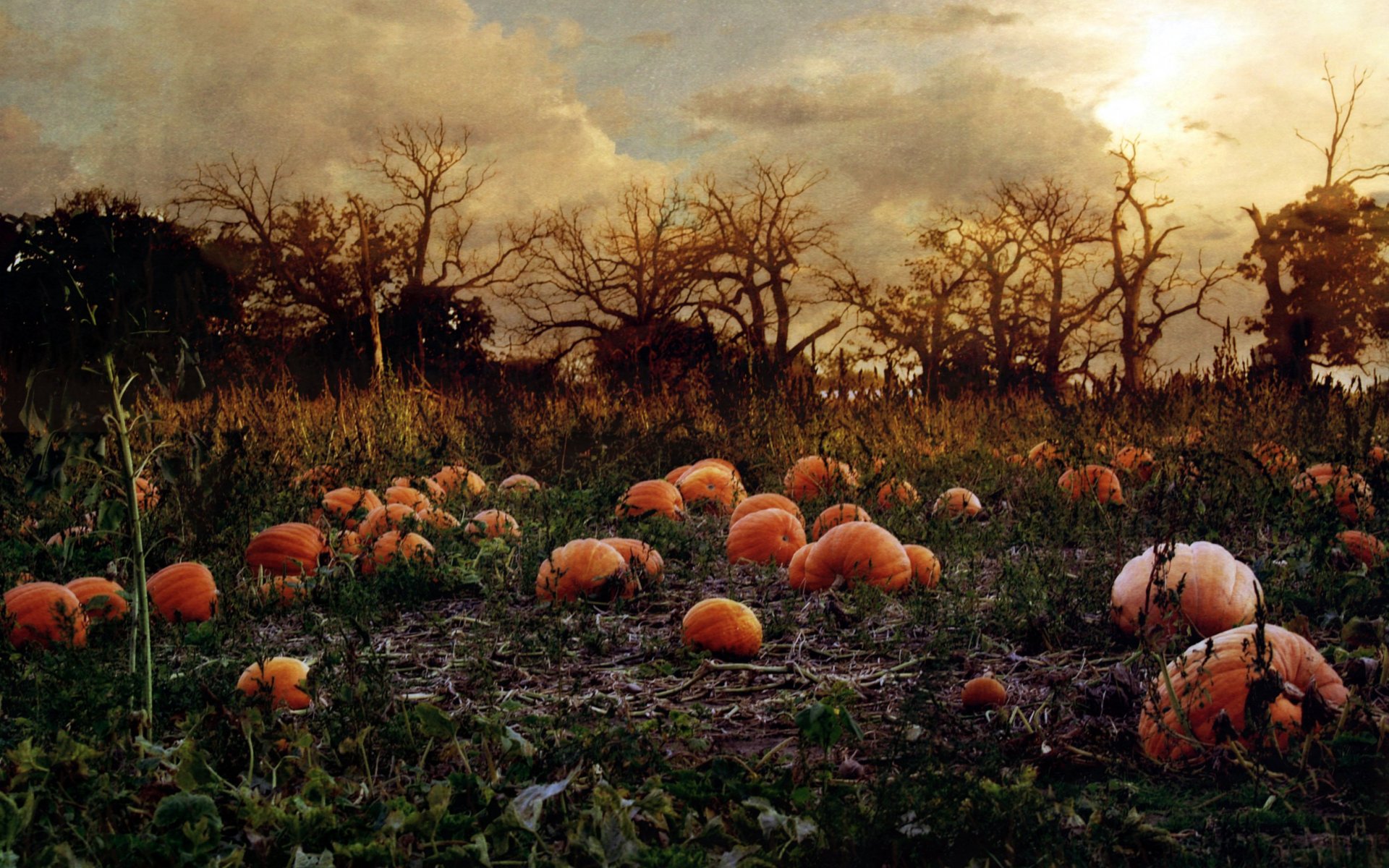 Pumpkin Patch Wallpapers