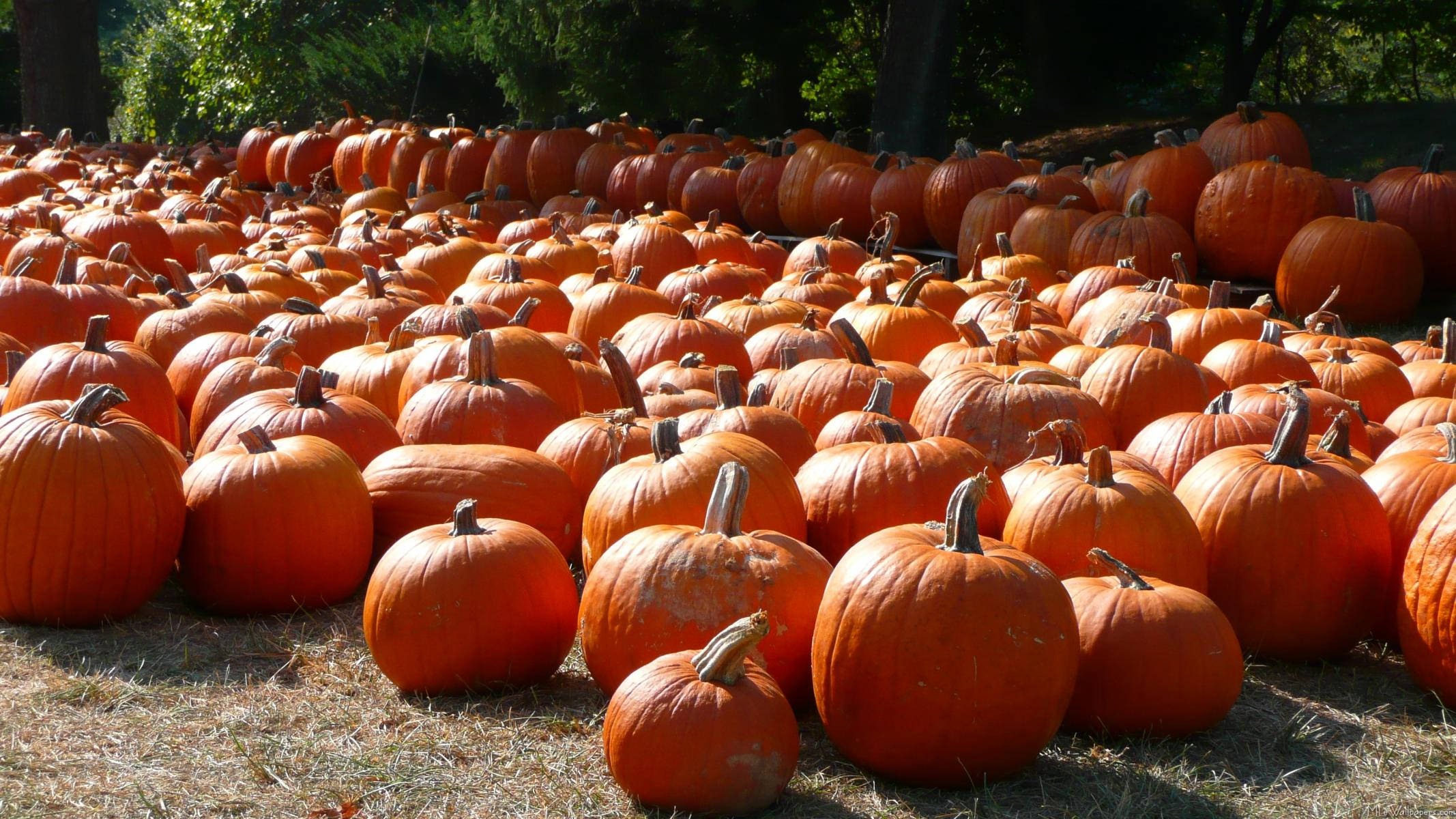 Pumpkin Patch Wallpapers