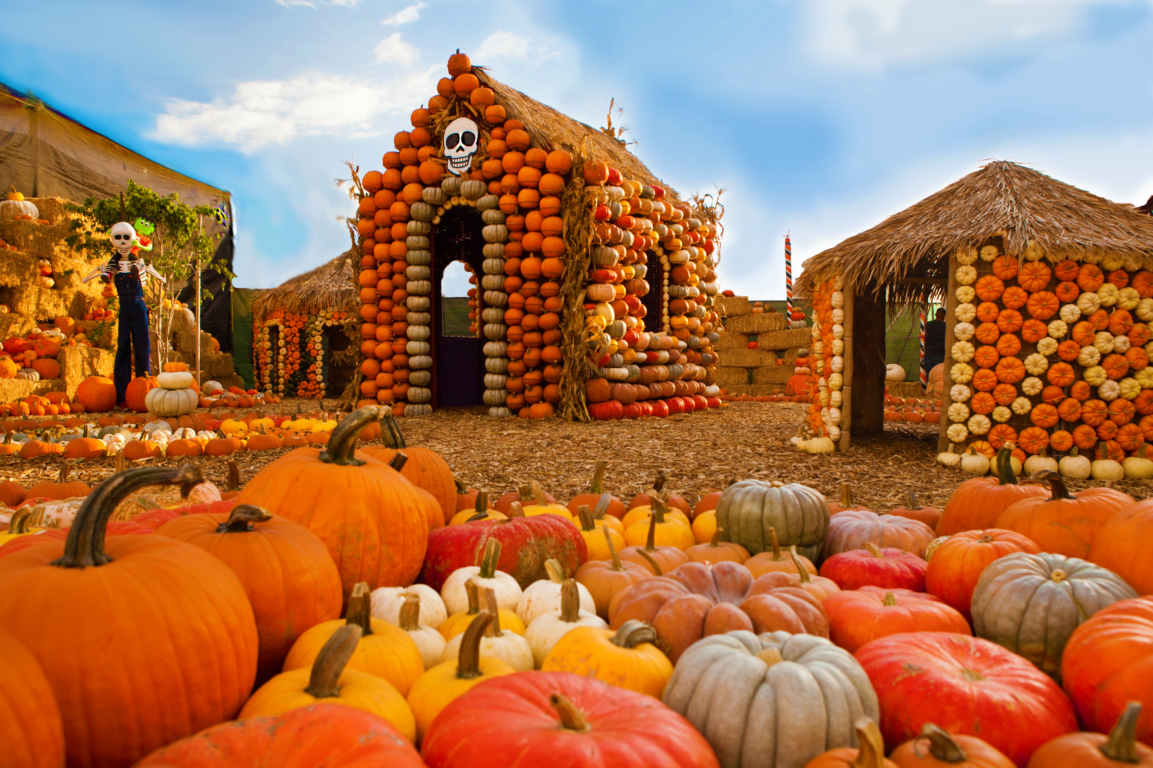 Pumpkin Patch Wallpapers