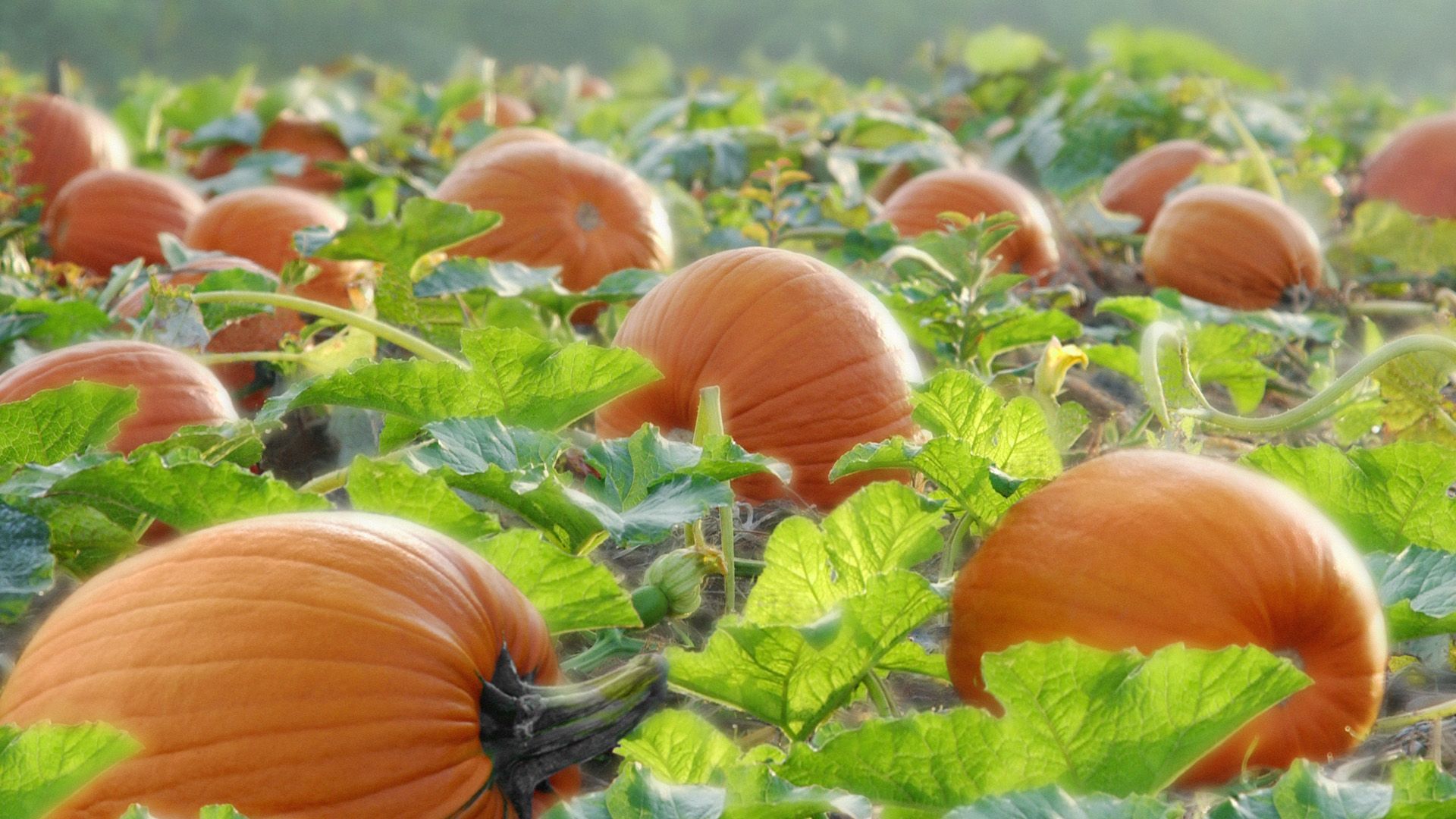 Pumpkin Patch Wallpapers