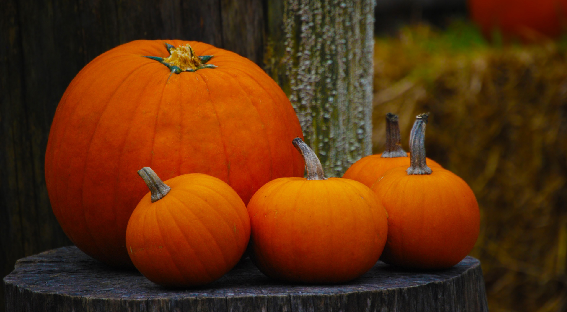 Pumpkin Hd Wallpapers