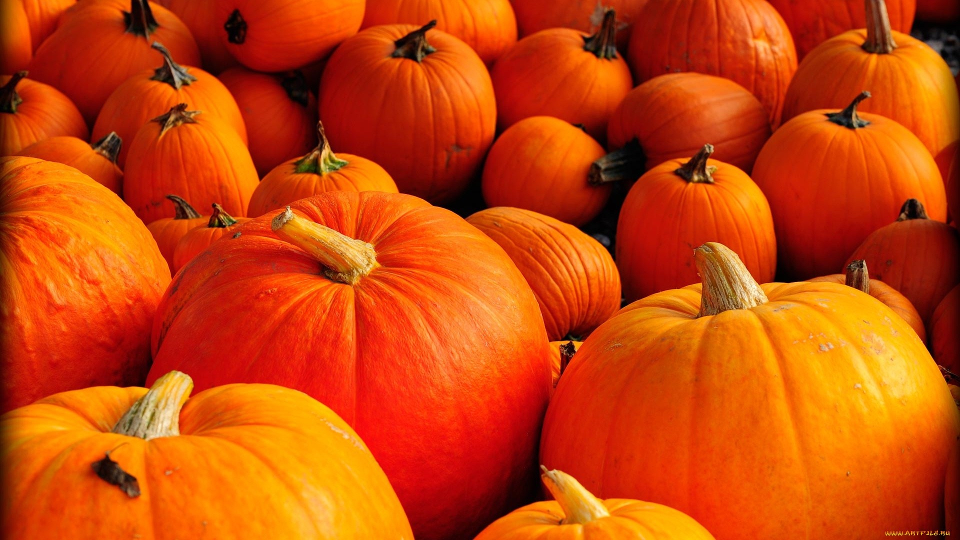 Pumpkin Hd Wallpapers