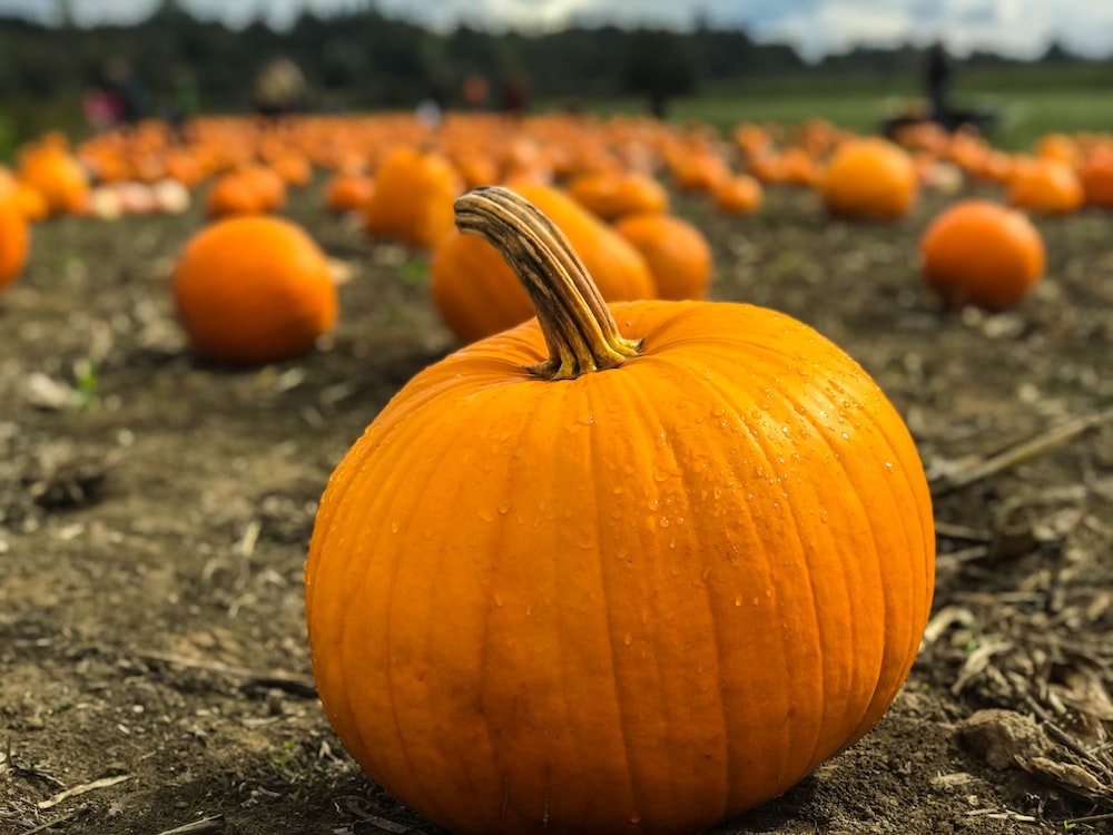 Pumpkin Hd Wallpapers