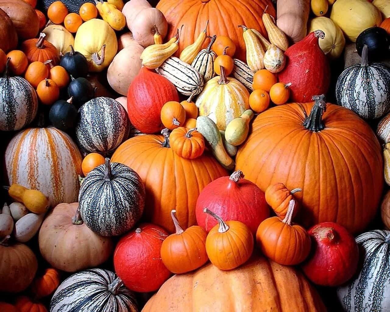 Pumpkin Hd Wallpapers