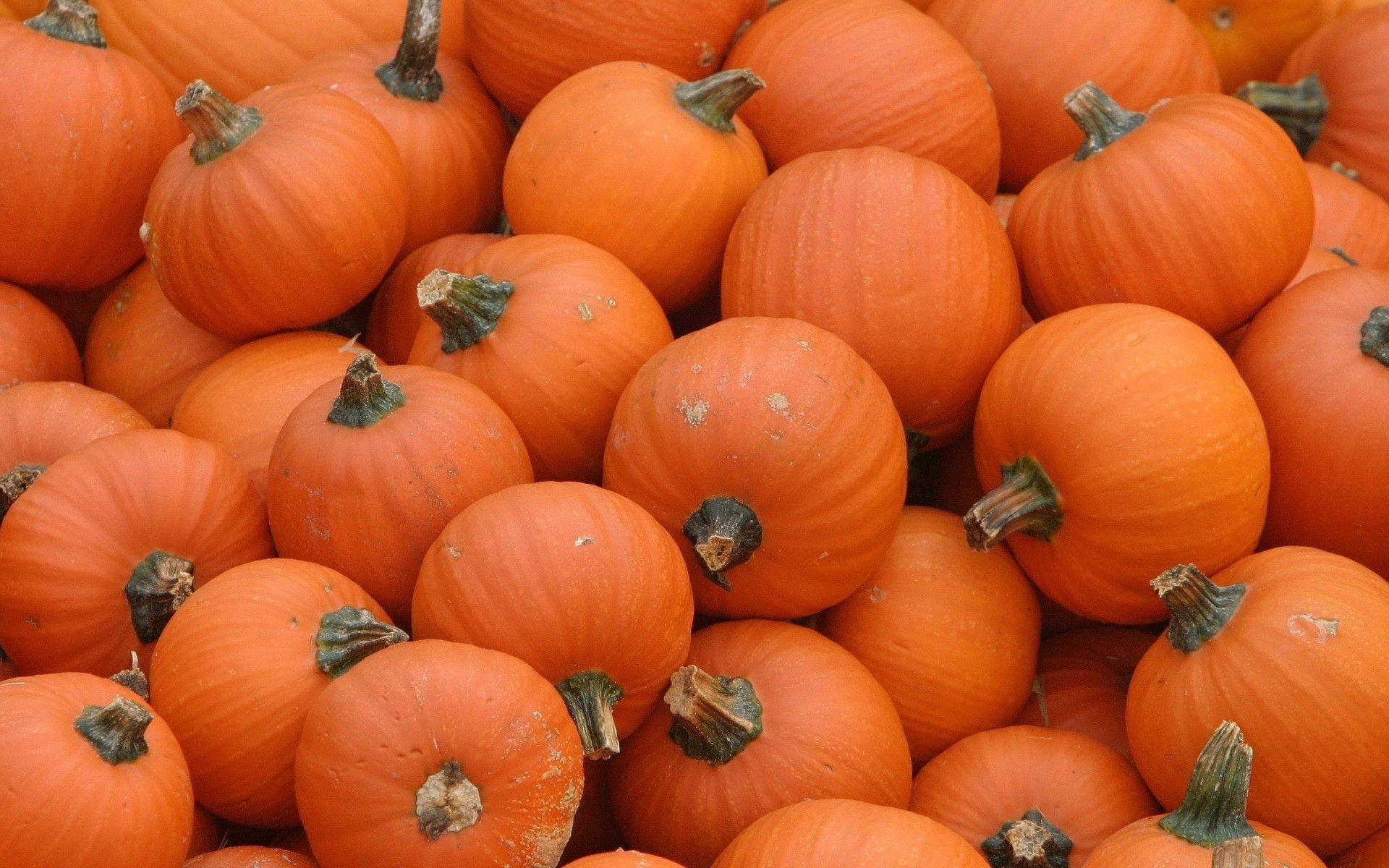 Pumpkin Hd Wallpapers