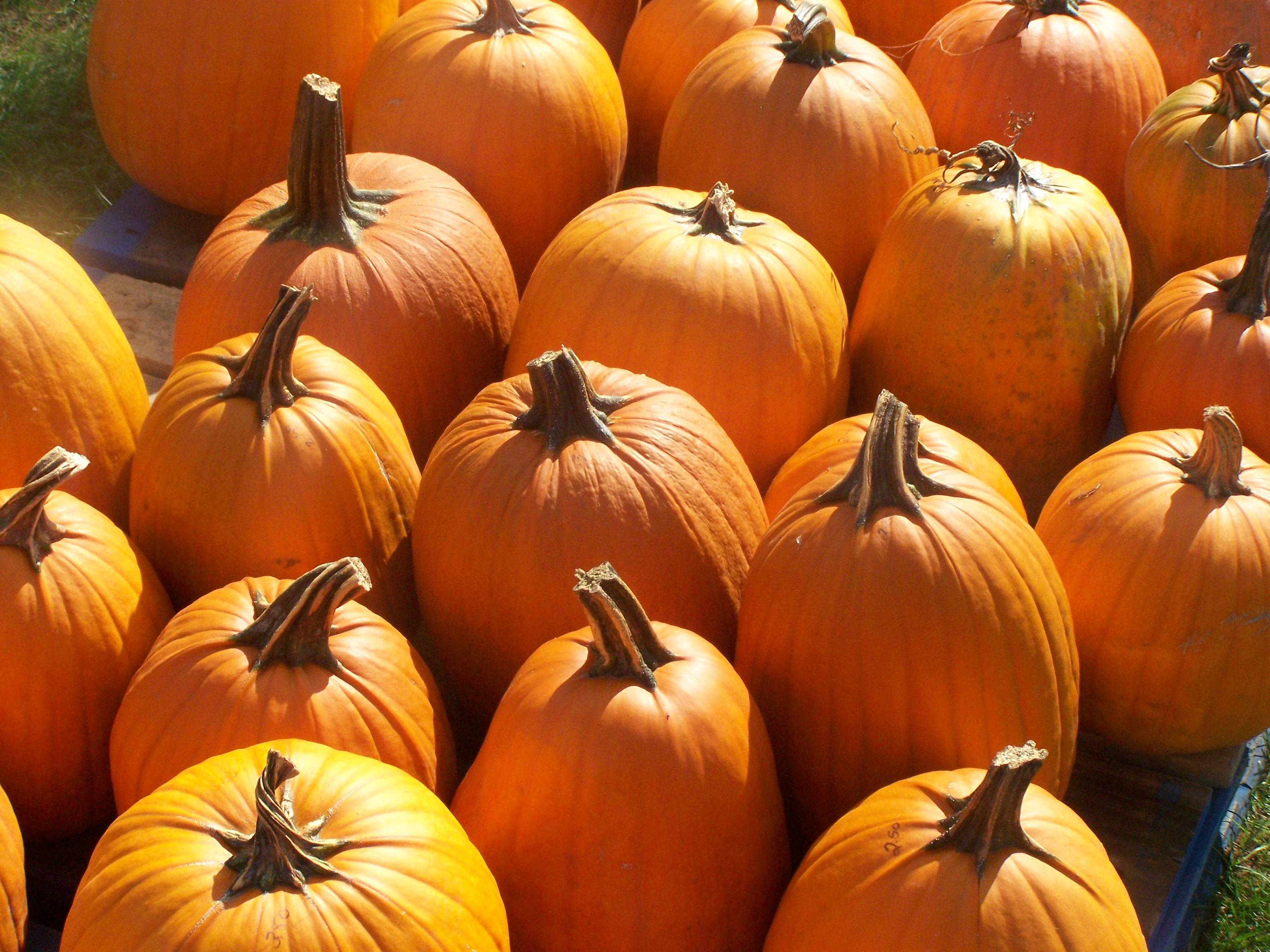 Pumpkin Hd Wallpapers