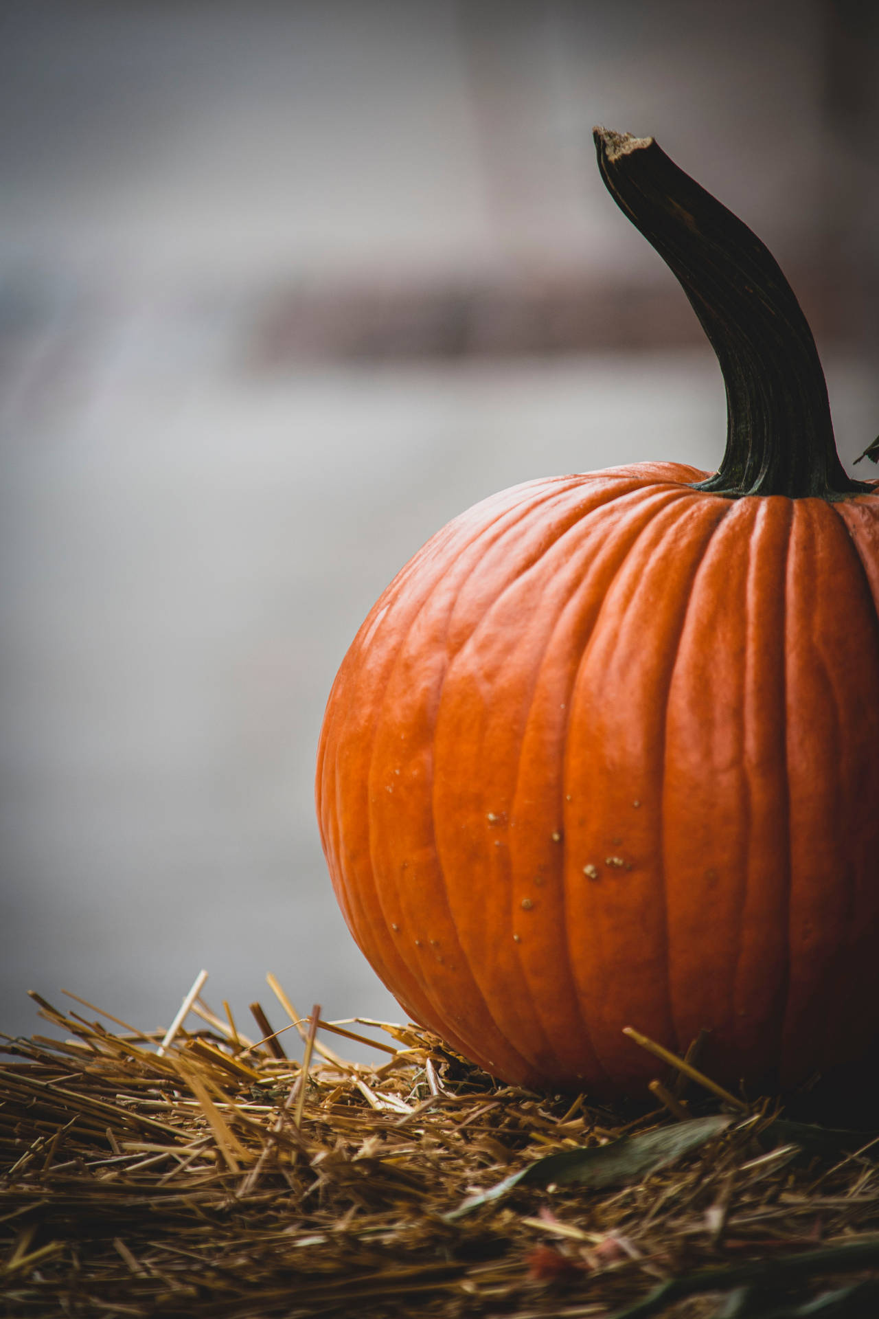 Pumpkin Hd Wallpapers