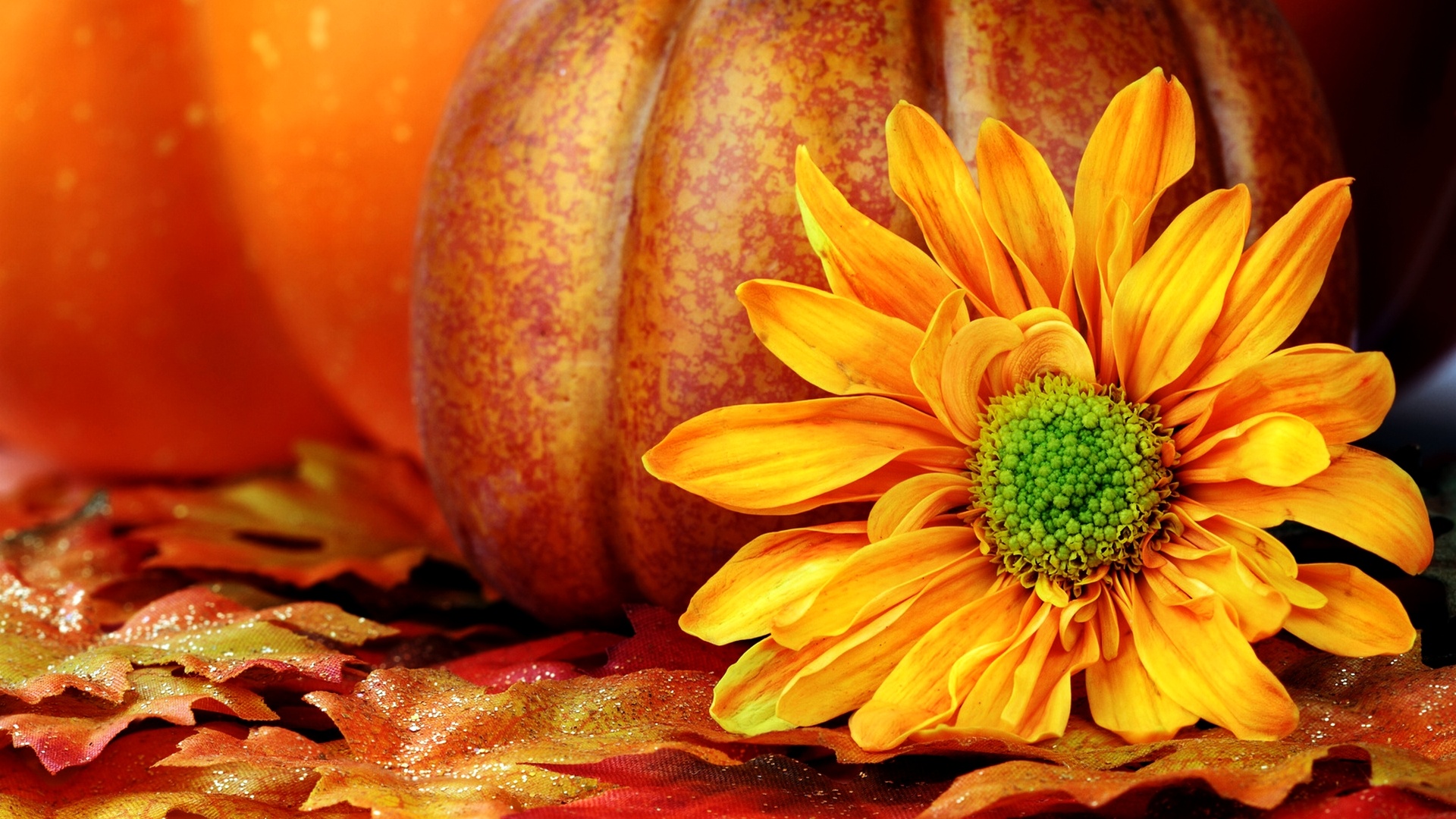 Pumpkin Hd Wallpapers